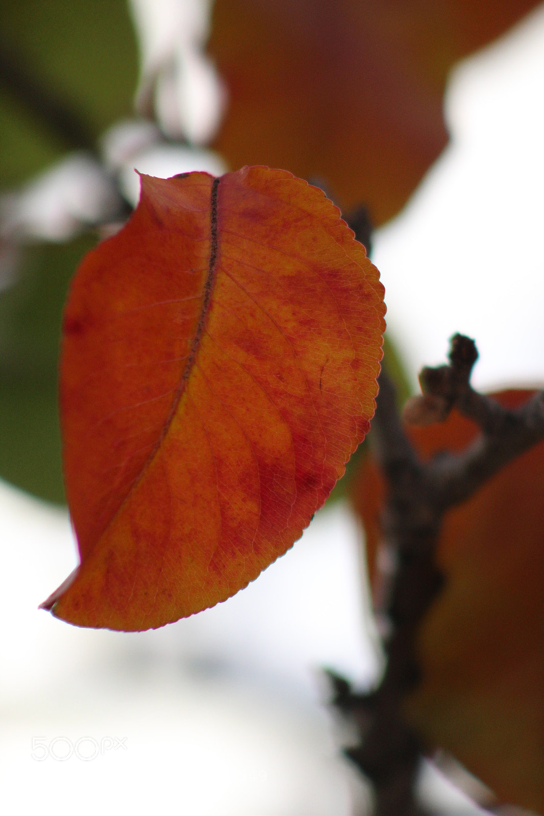 Canon EOS 1200D (EOS Rebel T5 / EOS Kiss X70 / EOS Hi) sample photo. () photography