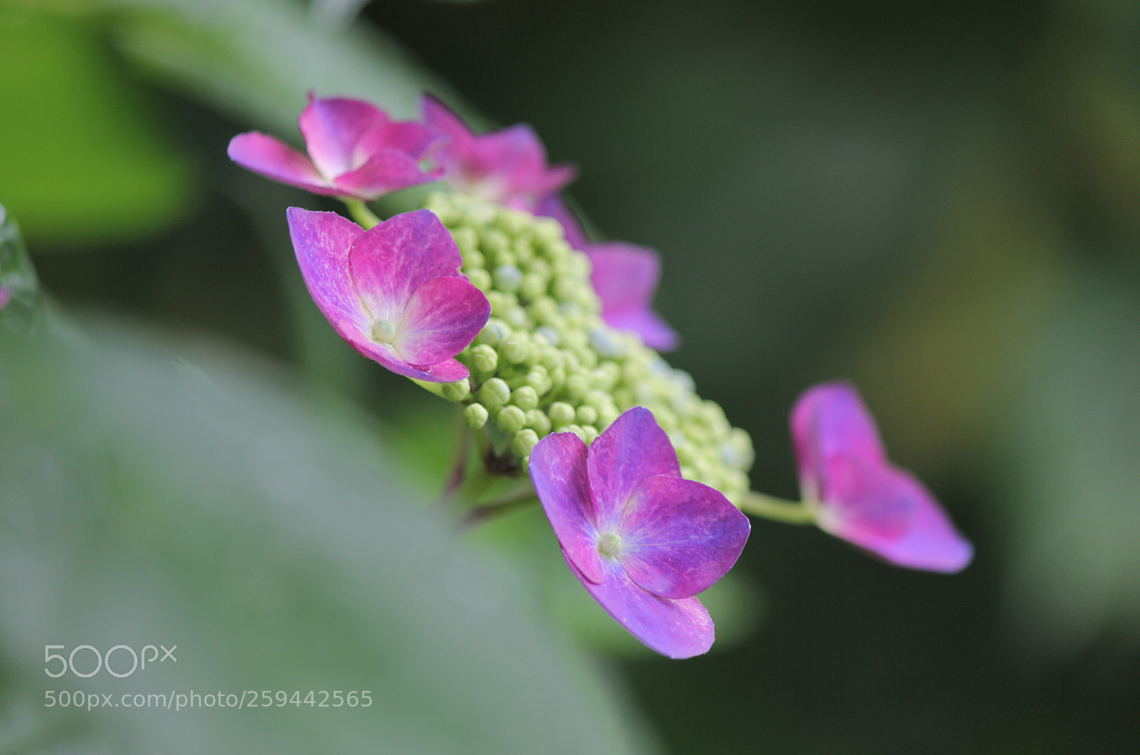 Canon EOS 60D sample photo. Color of the early photography