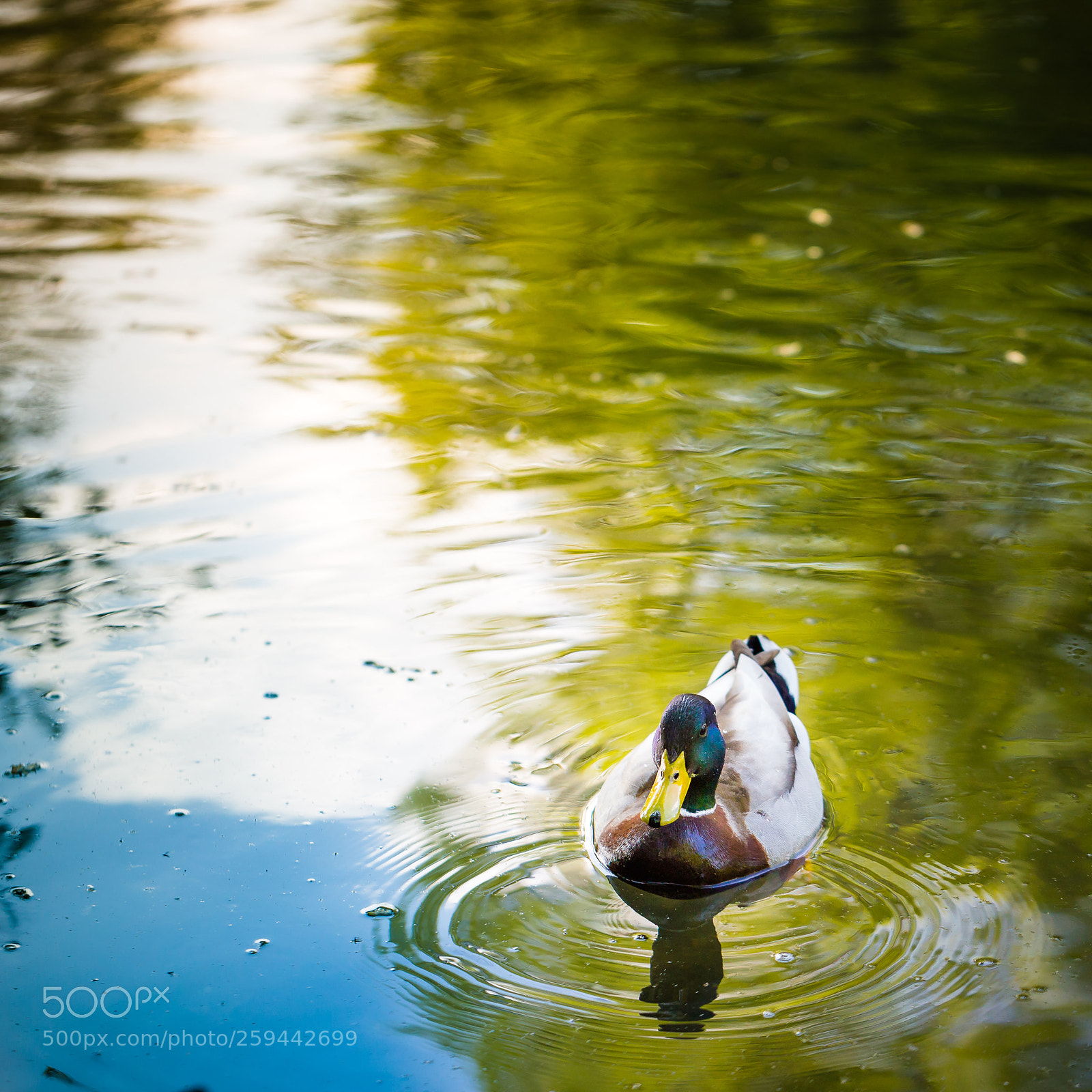 Canon EOS 6D sample photo. Duck photography