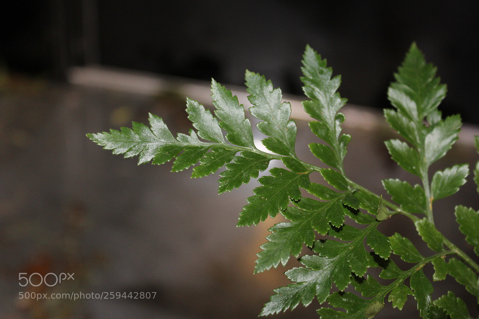 Canon EOS 1200D (EOS Rebel T5 / EOS Kiss X70 / EOS Hi) sample photo. Img photography