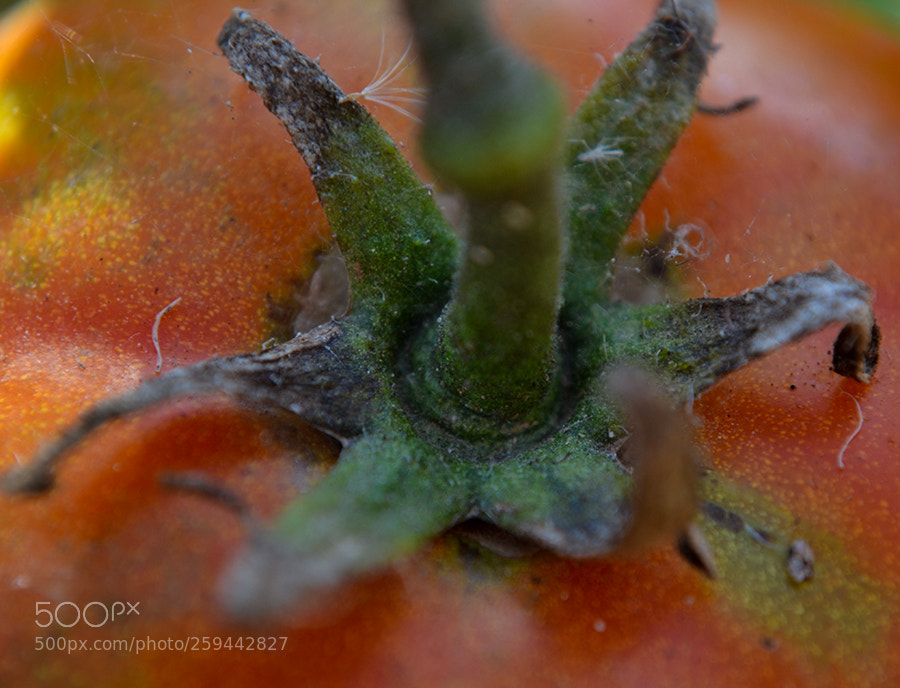 Nikon D3100 sample photo. Pomodoro photography