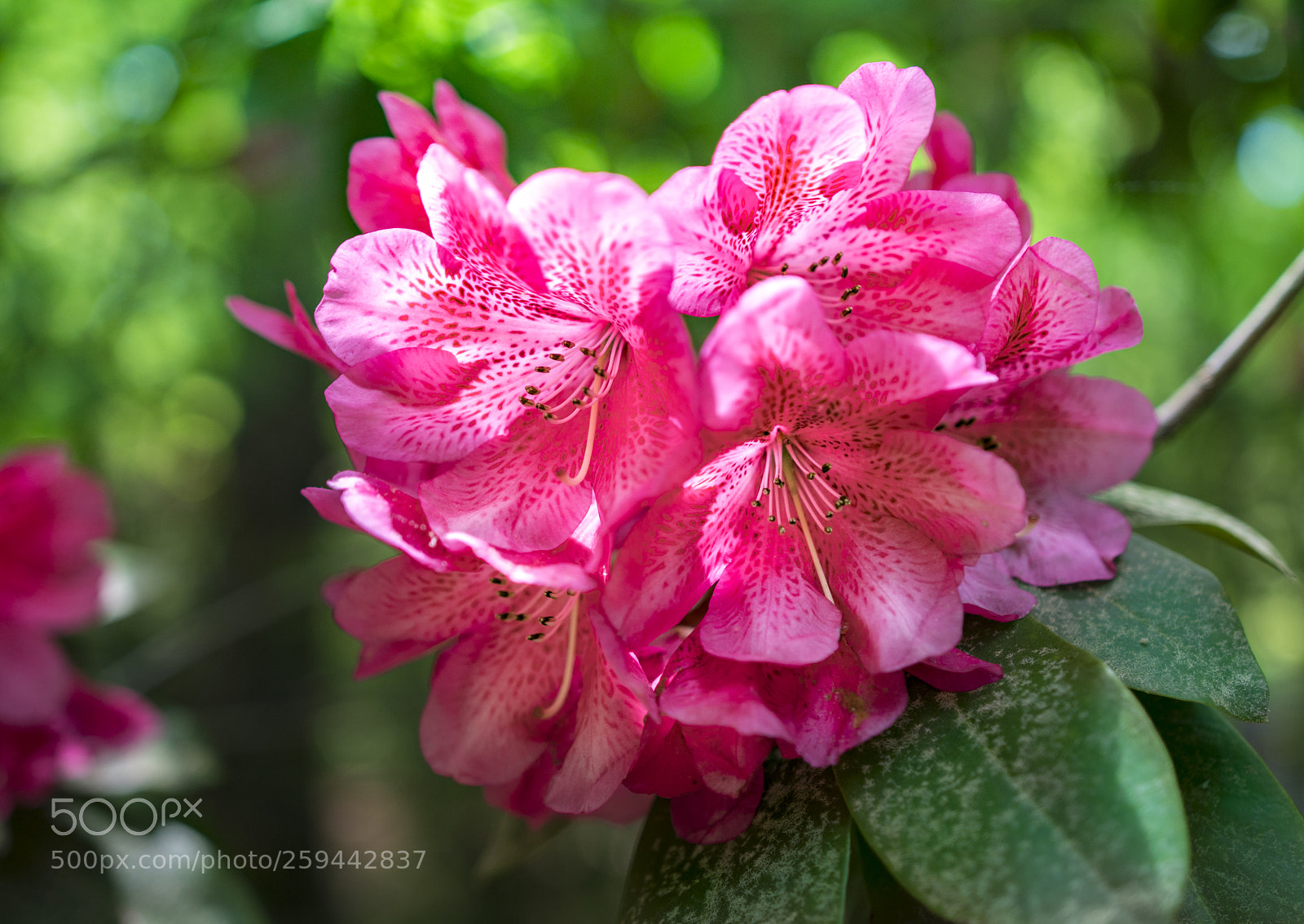Sony a6300 sample photo. Rhododendron photography