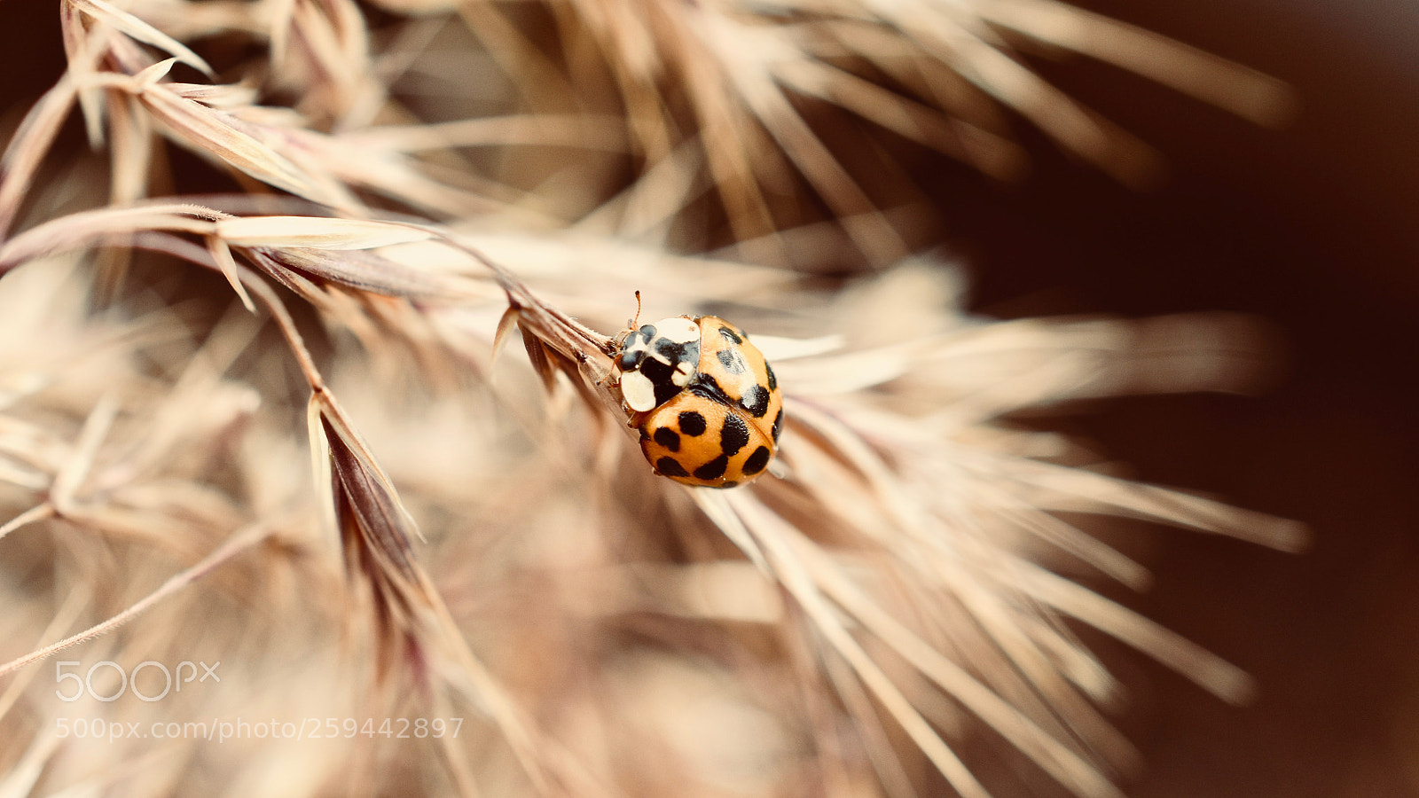 Nikon D5600 sample photo. :*: photography