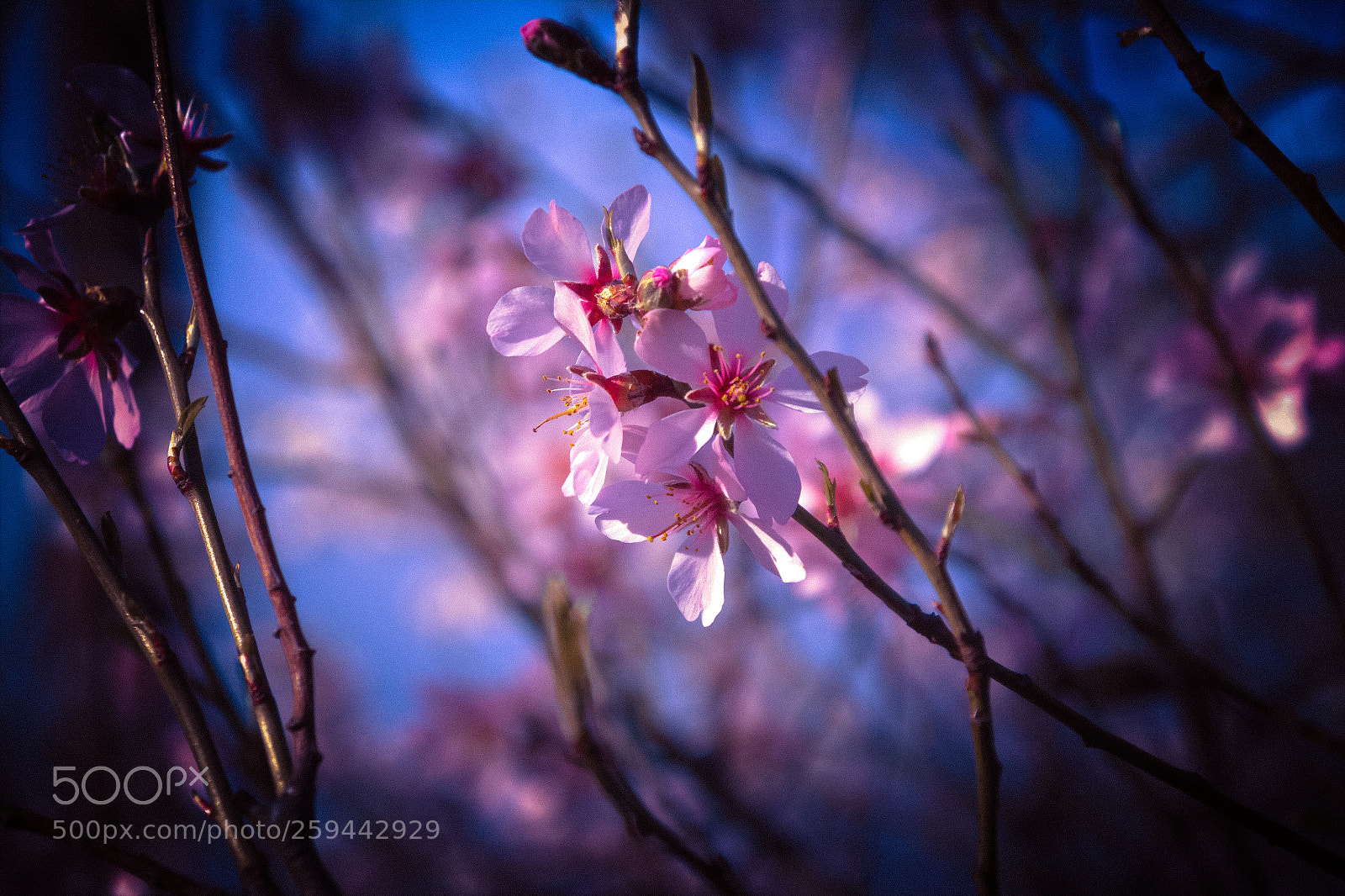 Canon EOS 600D (Rebel EOS T3i / EOS Kiss X5) sample photo. Spring moments photography