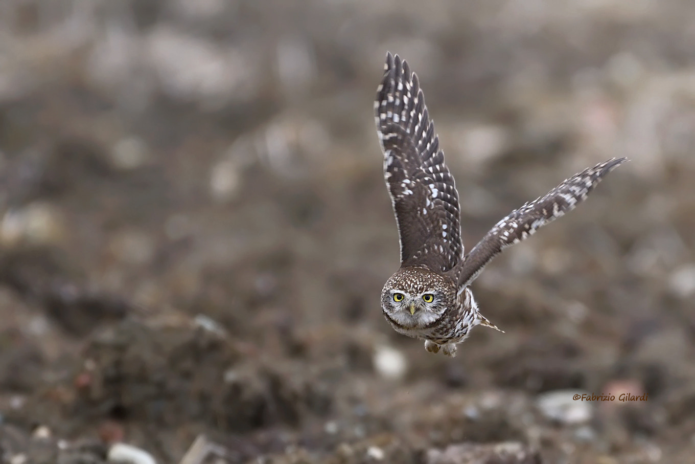 Nikon AF-S Nikkor 200-500mm F5.6E ED VR sample photo. Athene noctua (civetta) photography