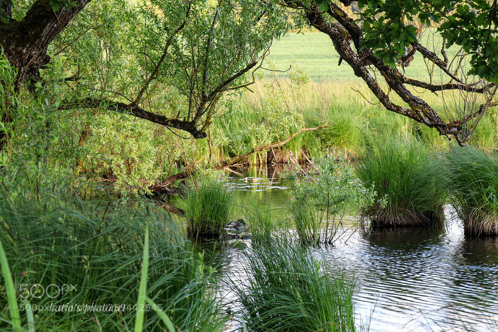 Canon EOS 80D sample photo. Natur pur photography