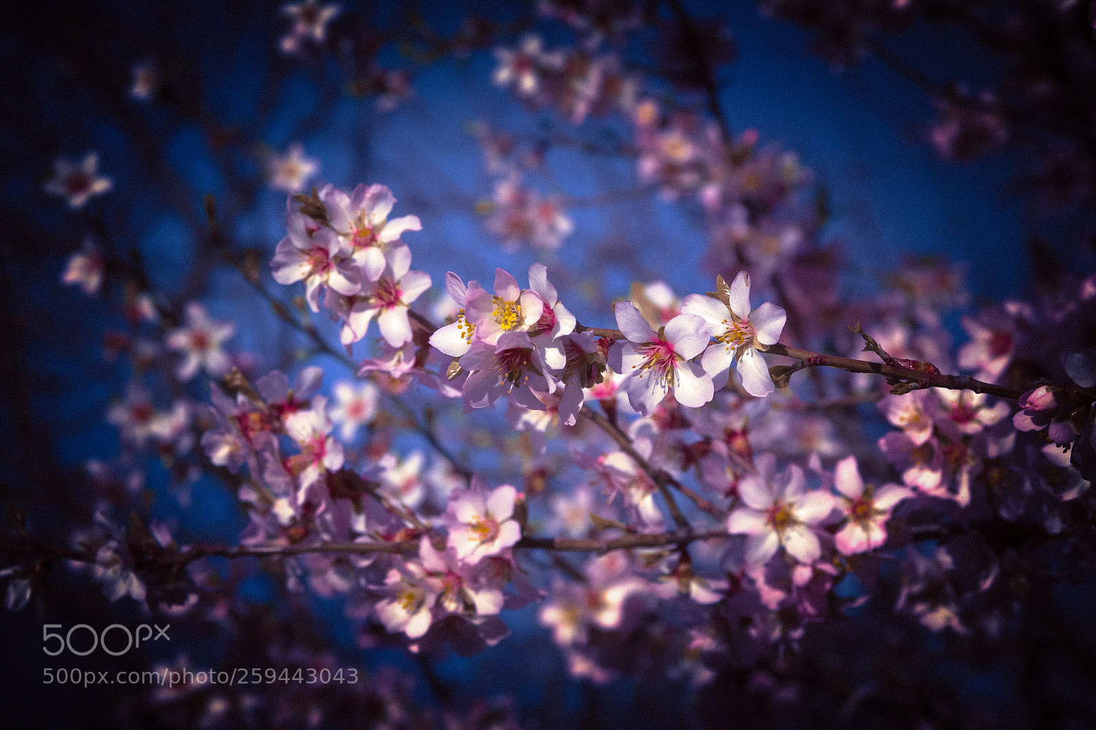 Canon EOS 600D (Rebel EOS T3i / EOS Kiss X5) sample photo. Spring moments photography