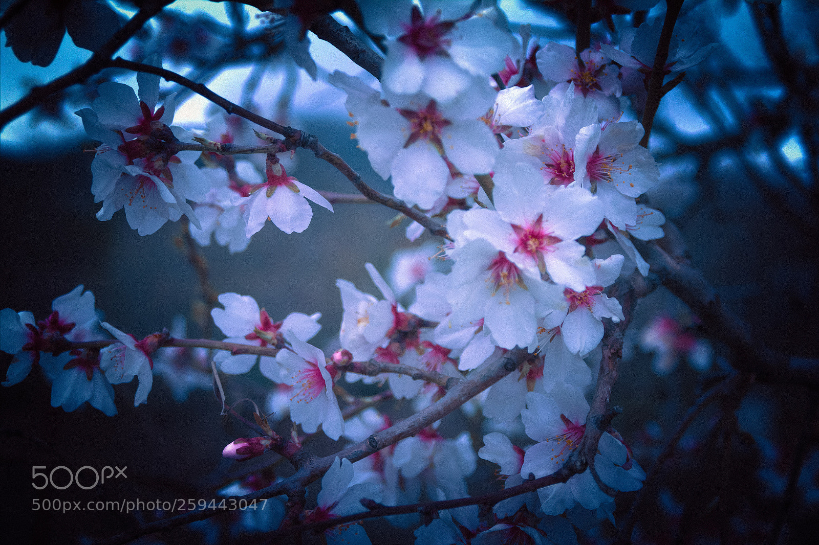 Canon EOS 600D (Rebel EOS T3i / EOS Kiss X5) sample photo. Spring moments photography