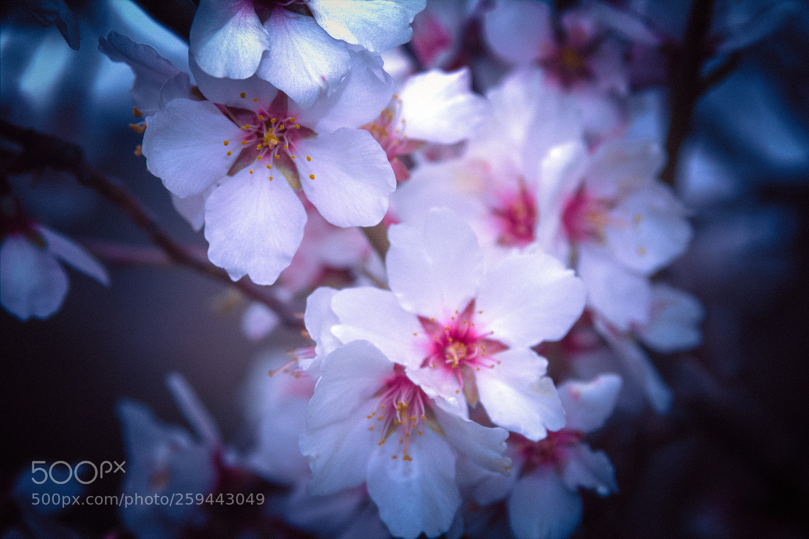 Canon EOS 600D (Rebel EOS T3i / EOS Kiss X5) sample photo. Spring moments photography