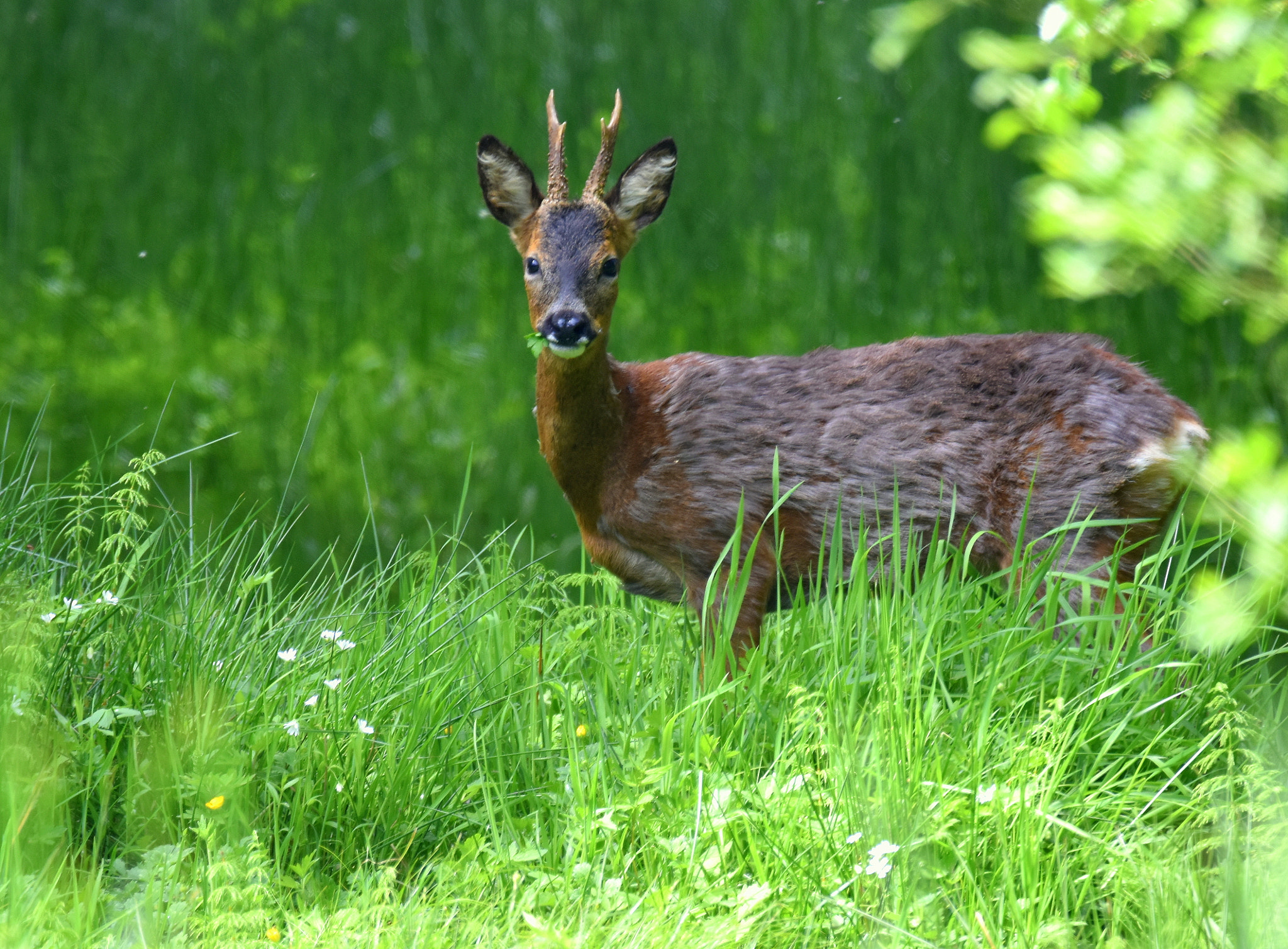 Nikon D5500 sample photo. Thornley deer photography