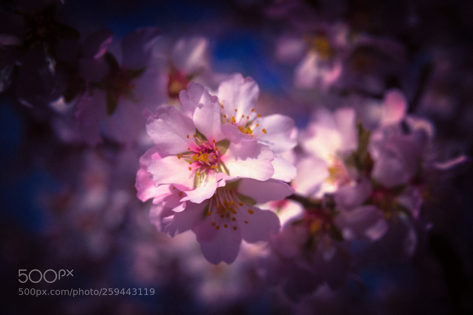 Canon EOS 600D (Rebel EOS T3i / EOS Kiss X5) sample photo. Spring moments photography