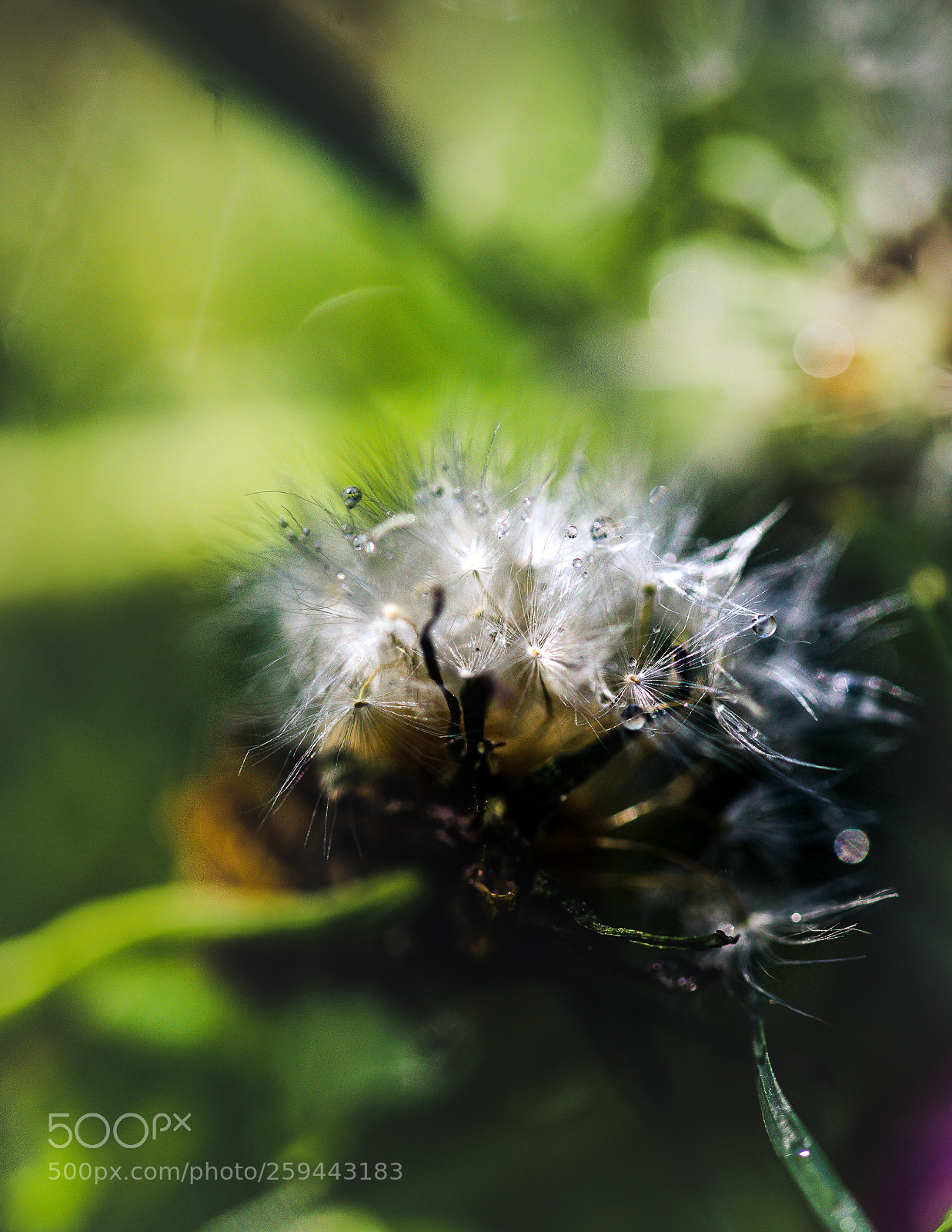 Sony a7 II sample photo. Back to the roots photography