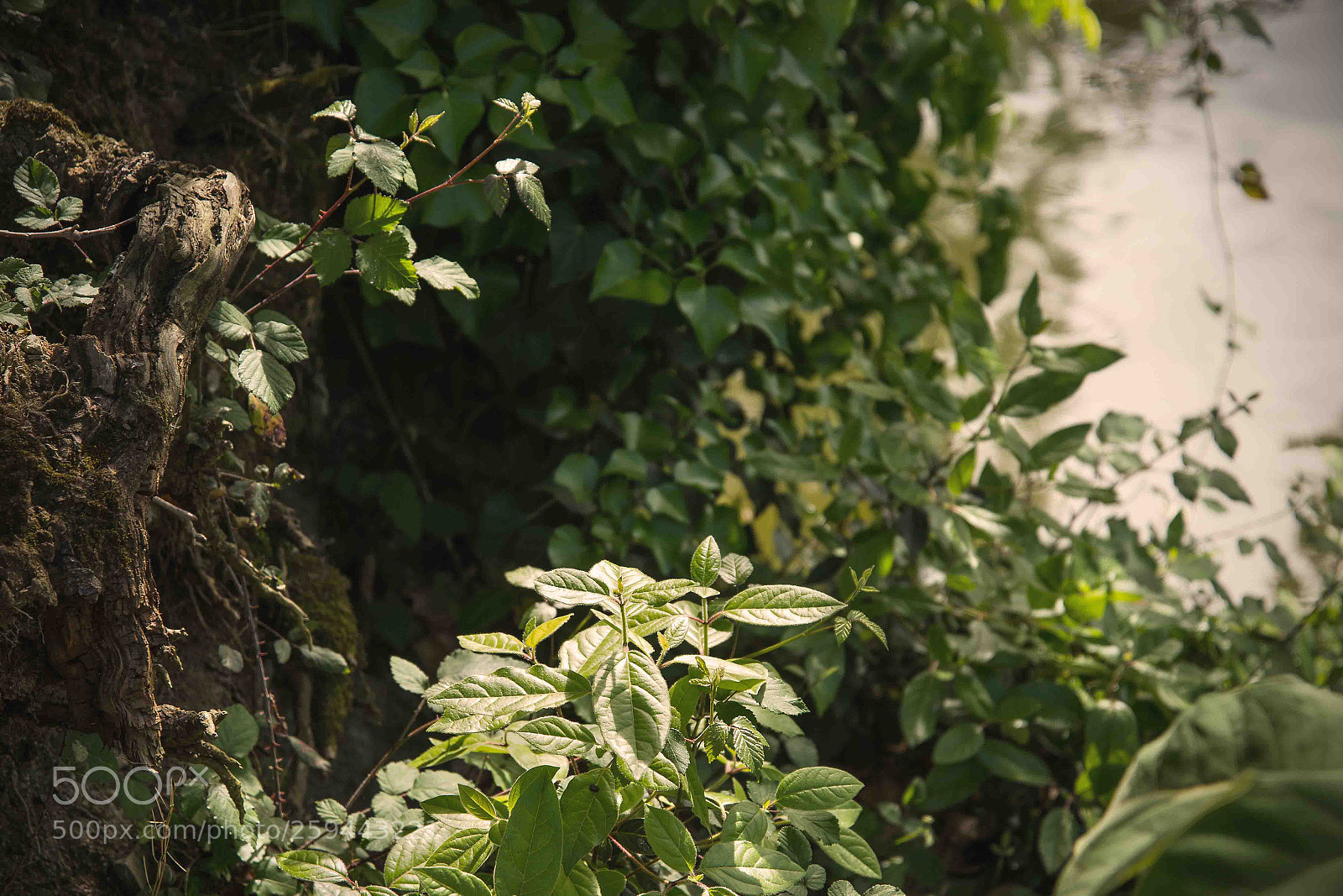 Nikon D610 sample photo. Secret garden photography