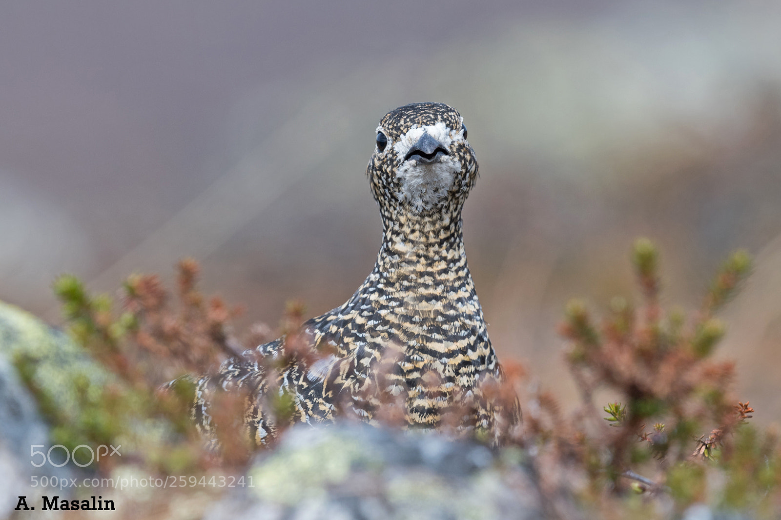 Nikon D500 sample photo. Rock ptarmigan photography