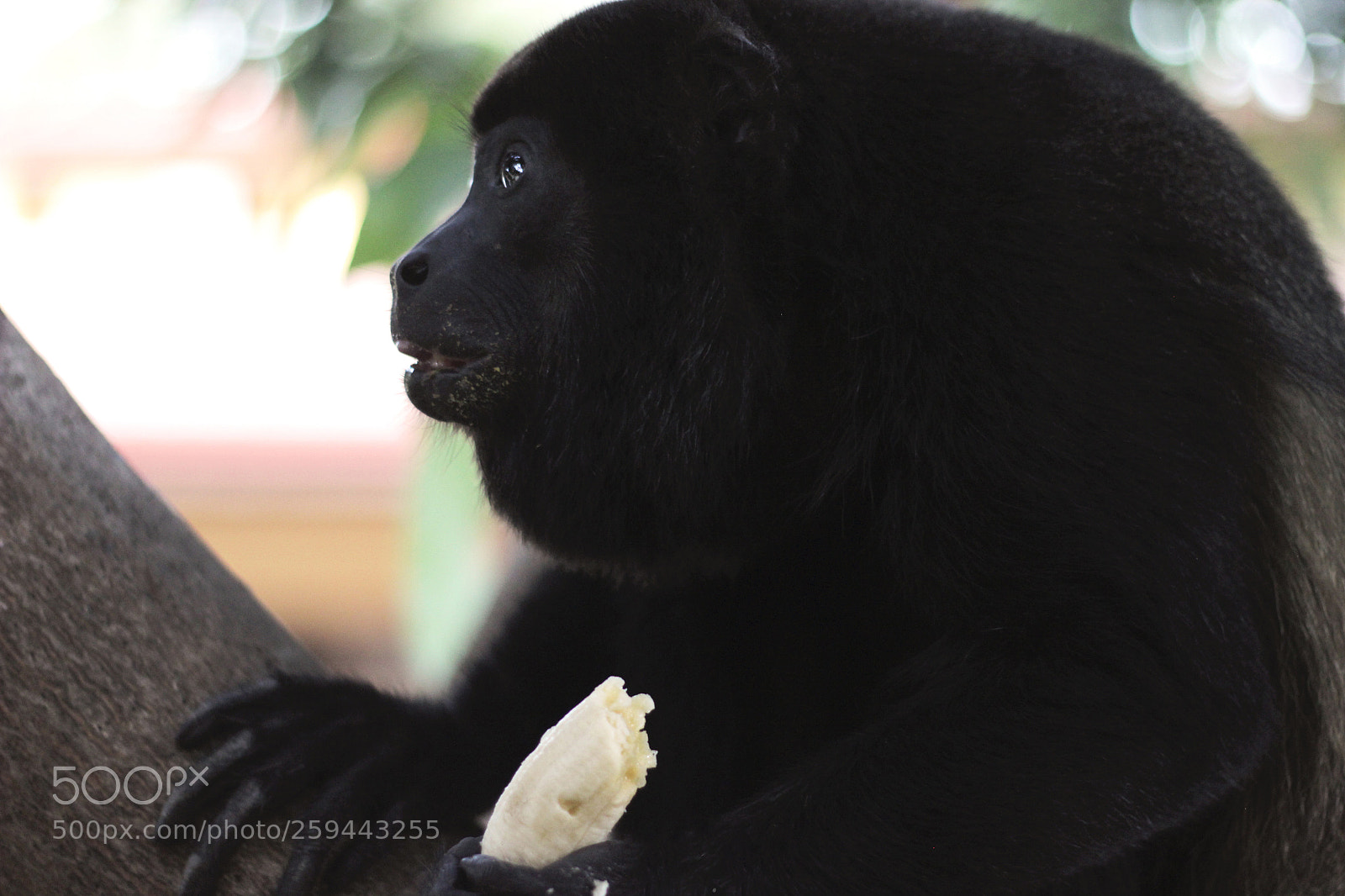 Canon EOS 600D (Rebel EOS T3i / EOS Kiss X5) sample photo. Congo photography