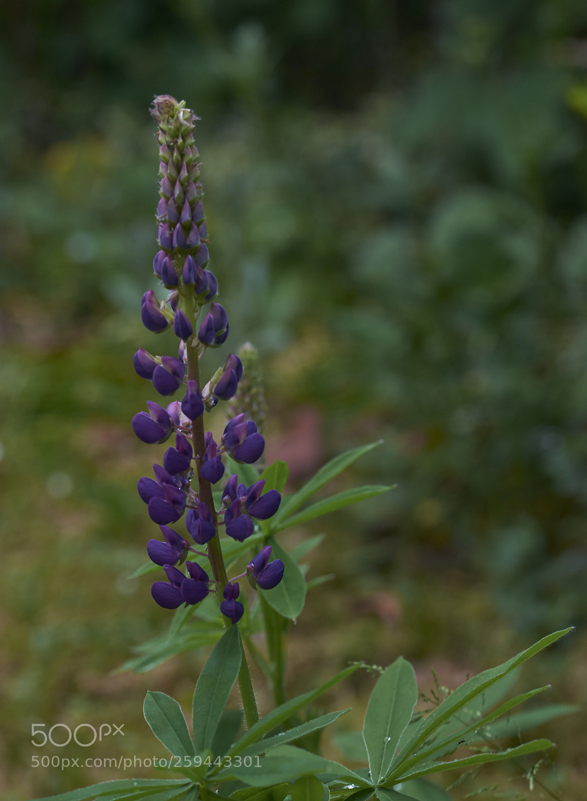 Nikon D7200 sample photo. First lupin photography