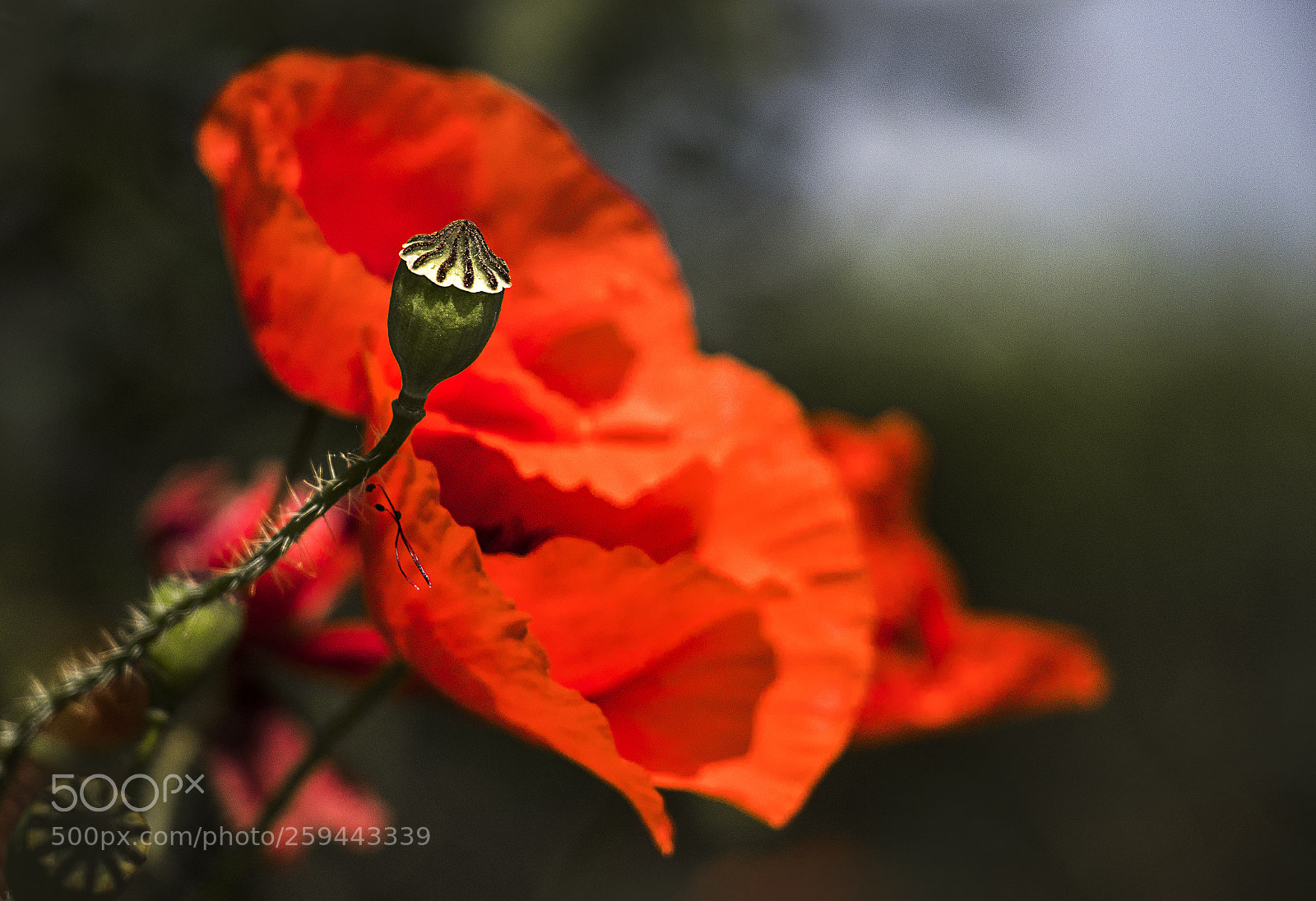 Canon EOS 80D sample photo. A vezér photography