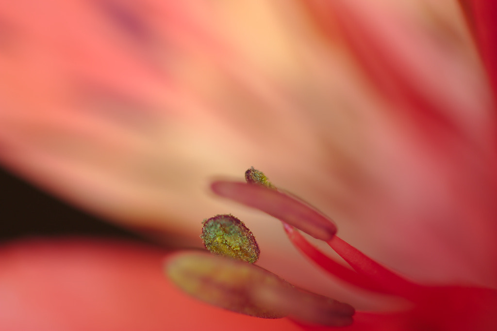 Canon EF 100mm F2.8 Macro USM sample photo. Tiger lily photography