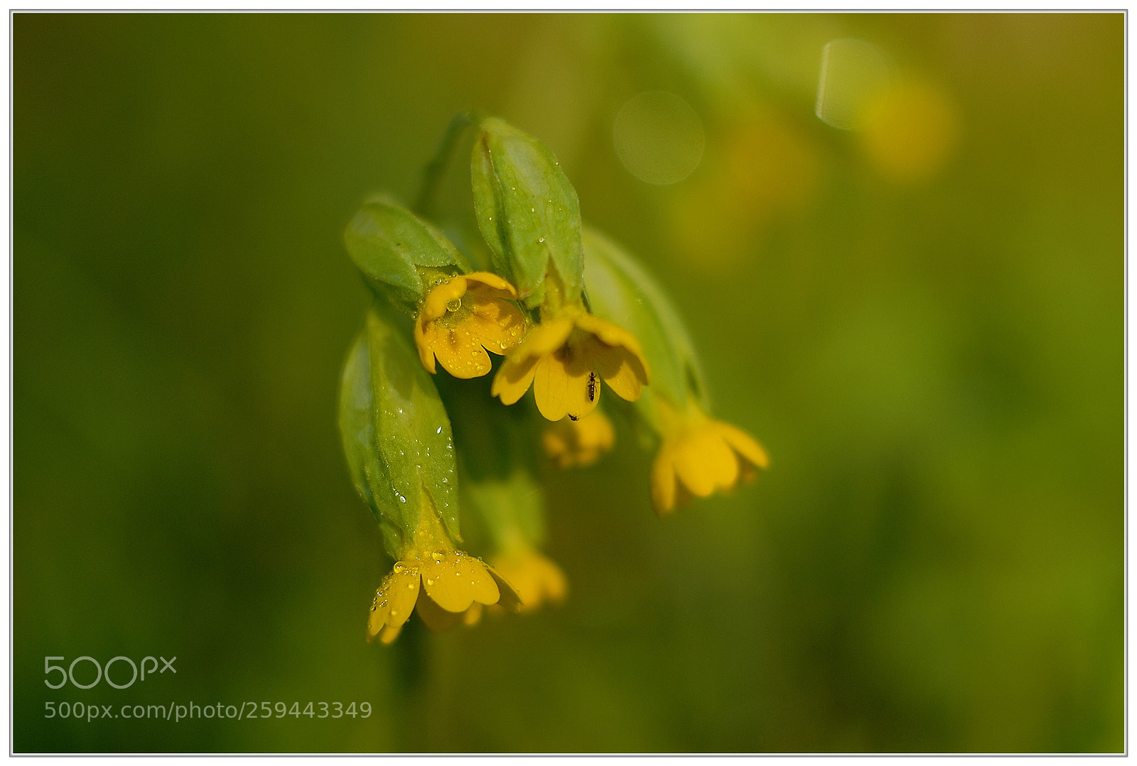 Nikon D200 sample photo. The spring ... photography