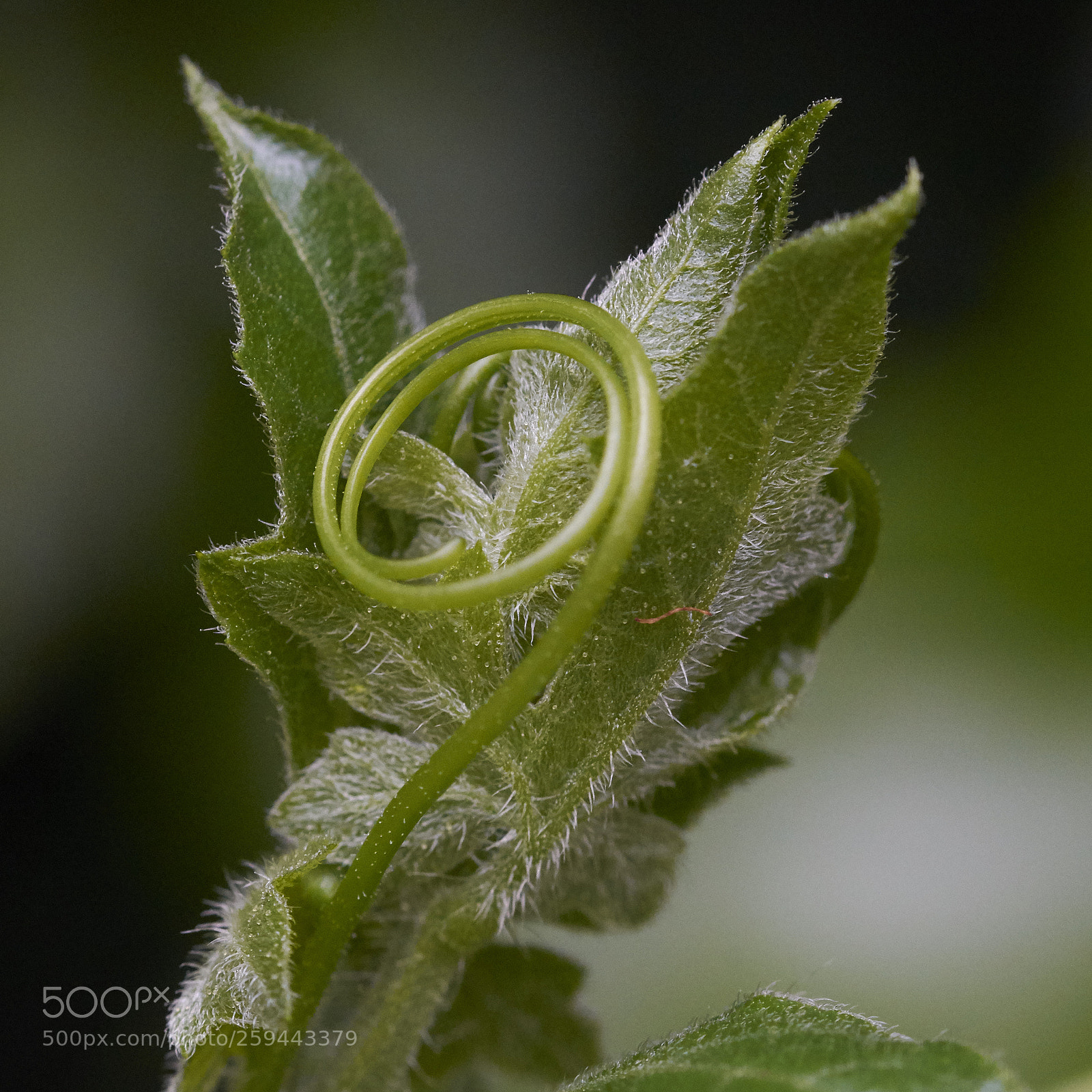 Nikon D7200 sample photo. Coiled photography