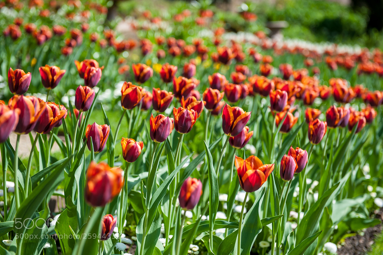 Nikon D3 sample photo. Spring flowers i photography