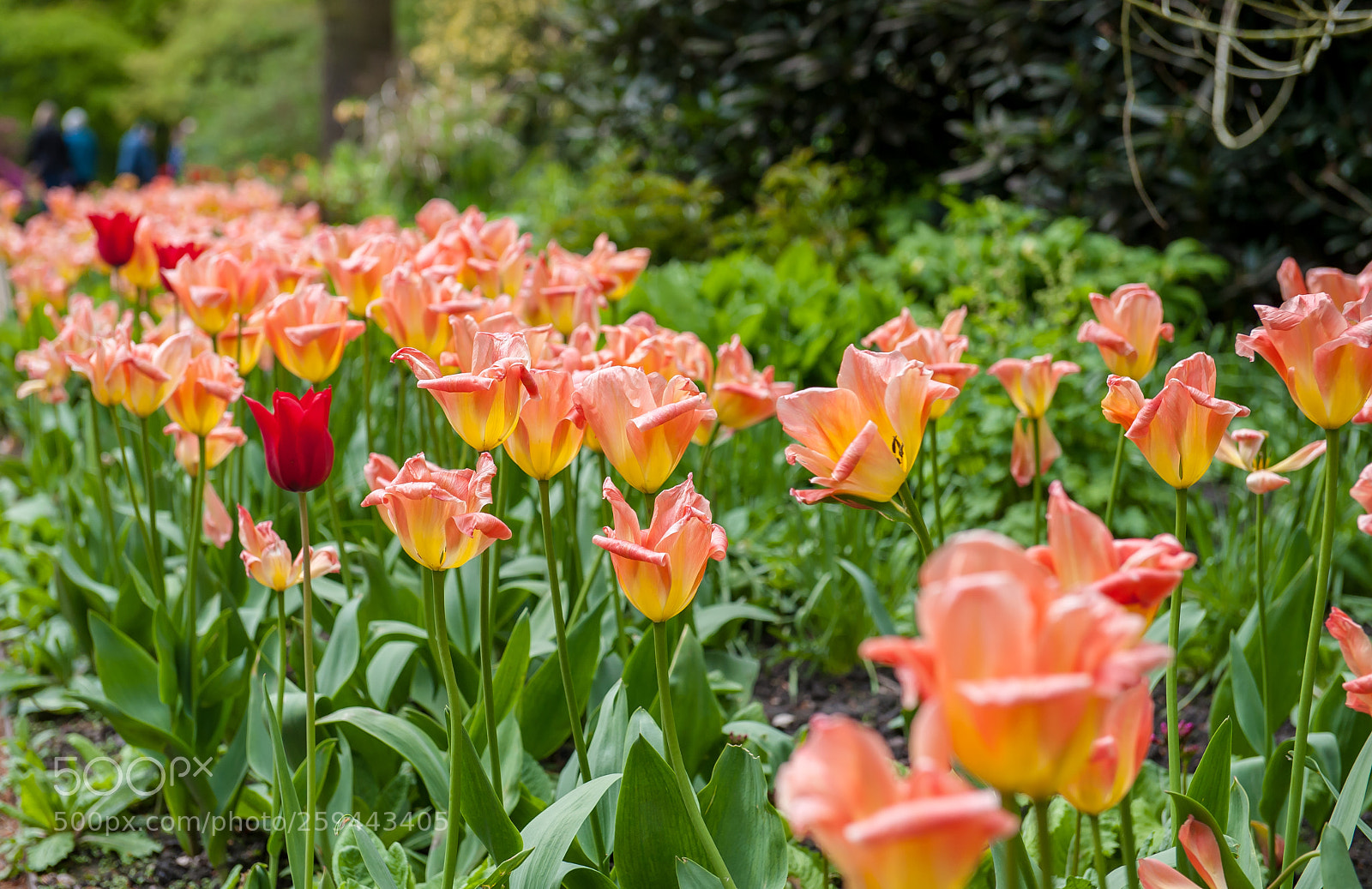 Nikon D3 sample photo. Spring flowers ii photography