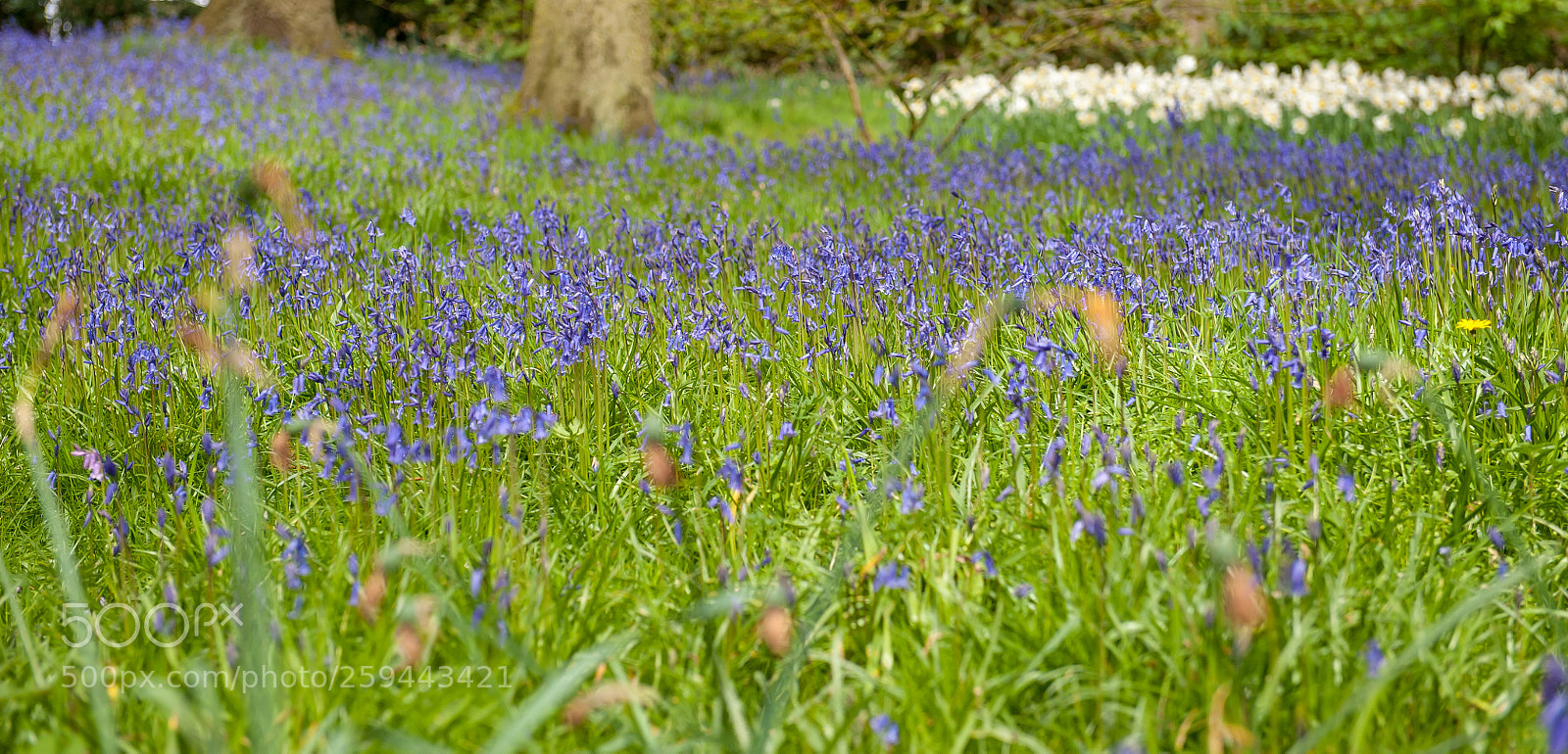 Nikon D3 sample photo. Spring flowers iii photography