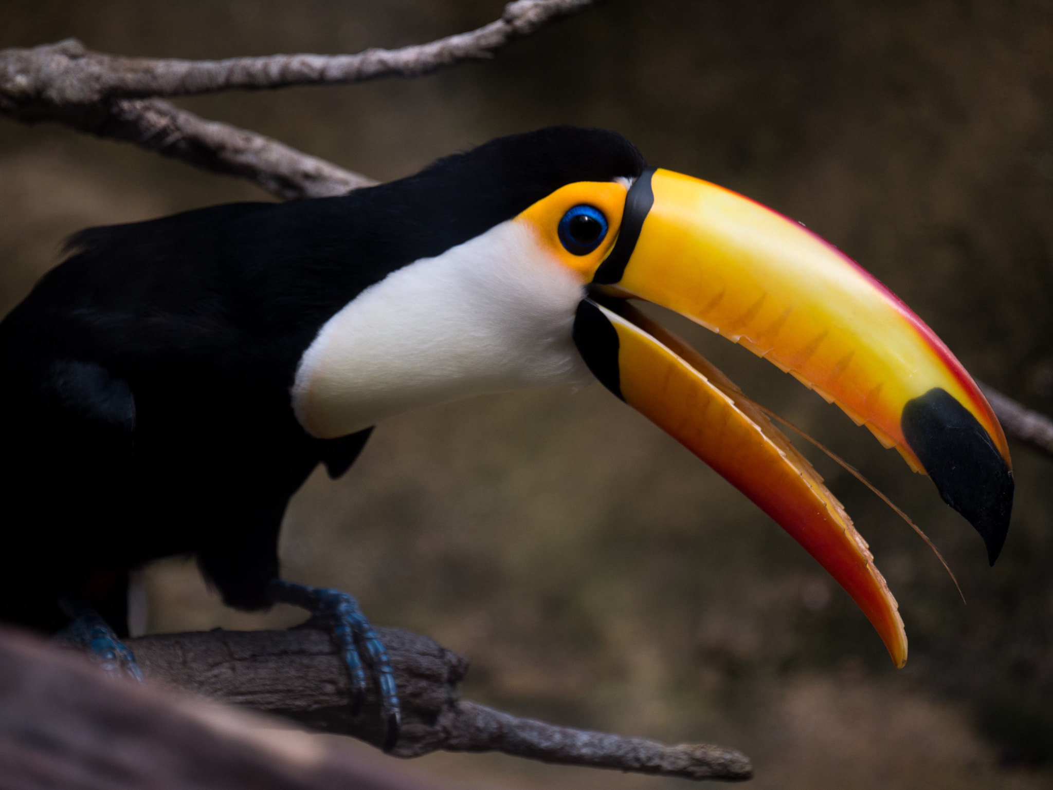 Panasonic Lumix DMC-G85 (Lumix DMC-G80) sample photo. Toucan pose photography