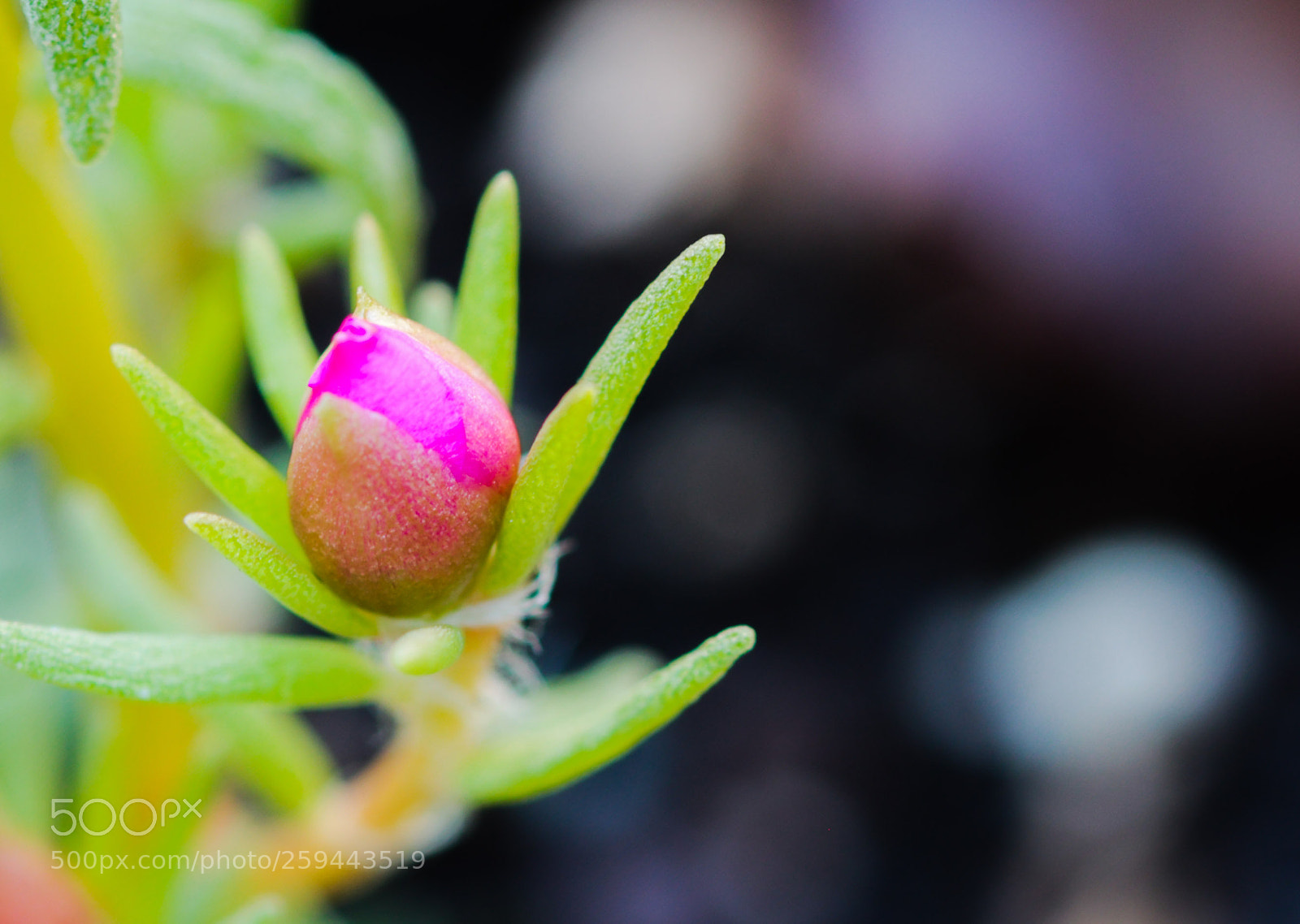 Canon EOS 700D (EOS Rebel T5i / EOS Kiss X7i) sample photo. Macro simple photography