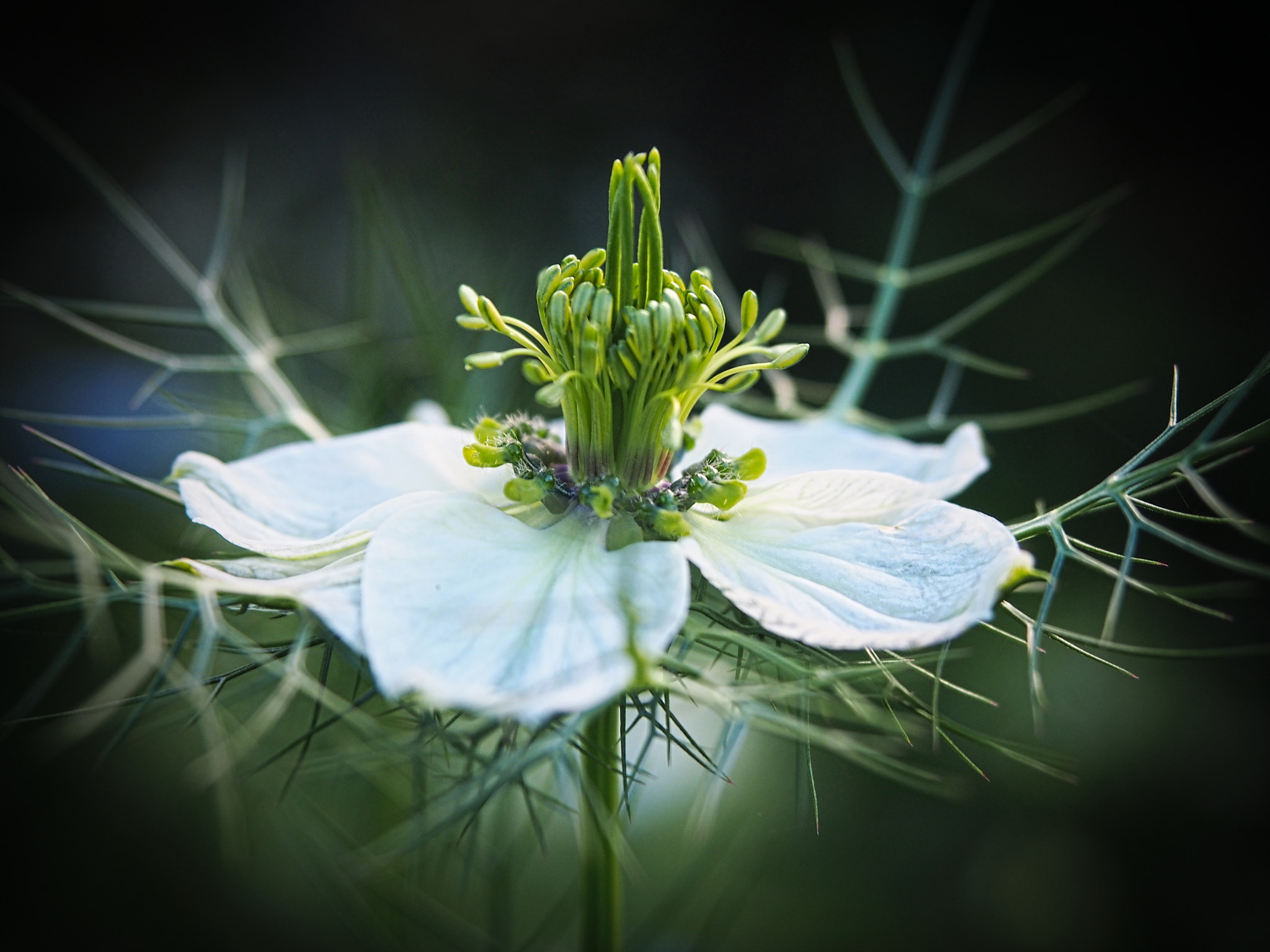 Olympus PEN E-PL5 sample photo. Scepter-shaped photography
