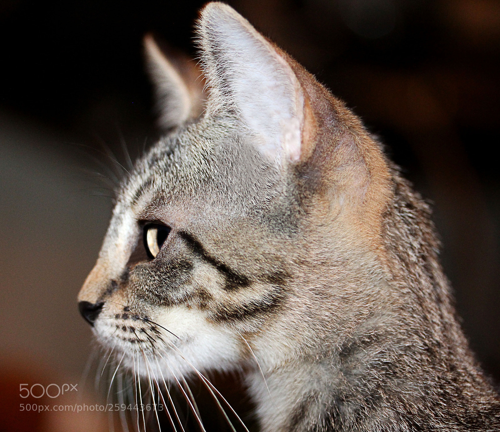 Canon EOS 650D (EOS Rebel T4i / EOS Kiss X6i) sample photo. Tigger 2 photography