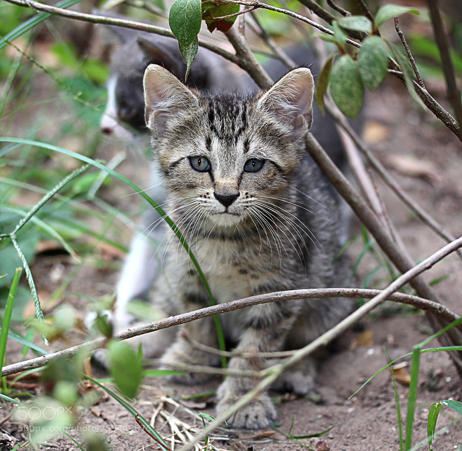 Canon EOS 650D (EOS Rebel T4i / EOS Kiss X6i) sample photo. Tigger 1 photography