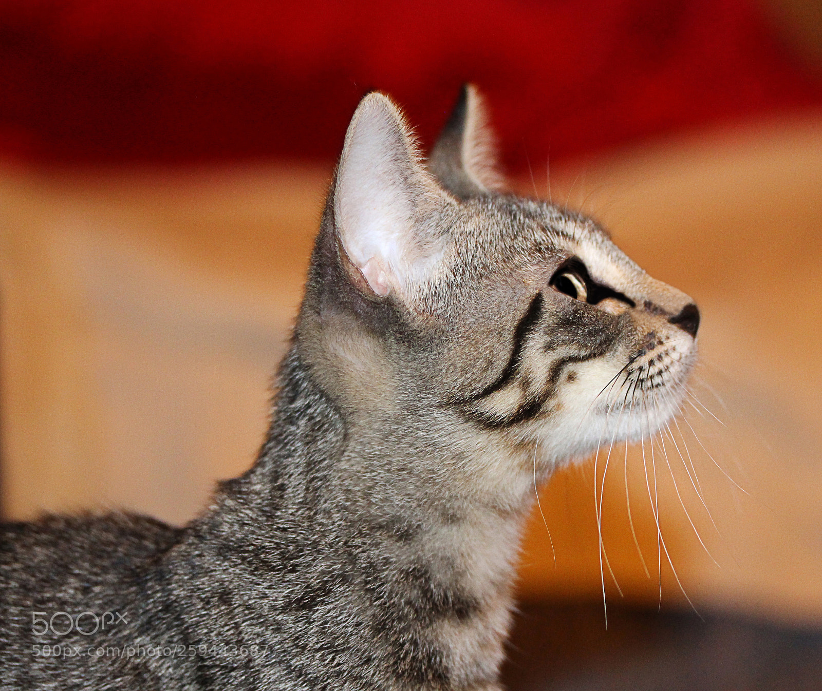 Canon EOS 650D (EOS Rebel T4i / EOS Kiss X6i) sample photo. Tigger 4 photography