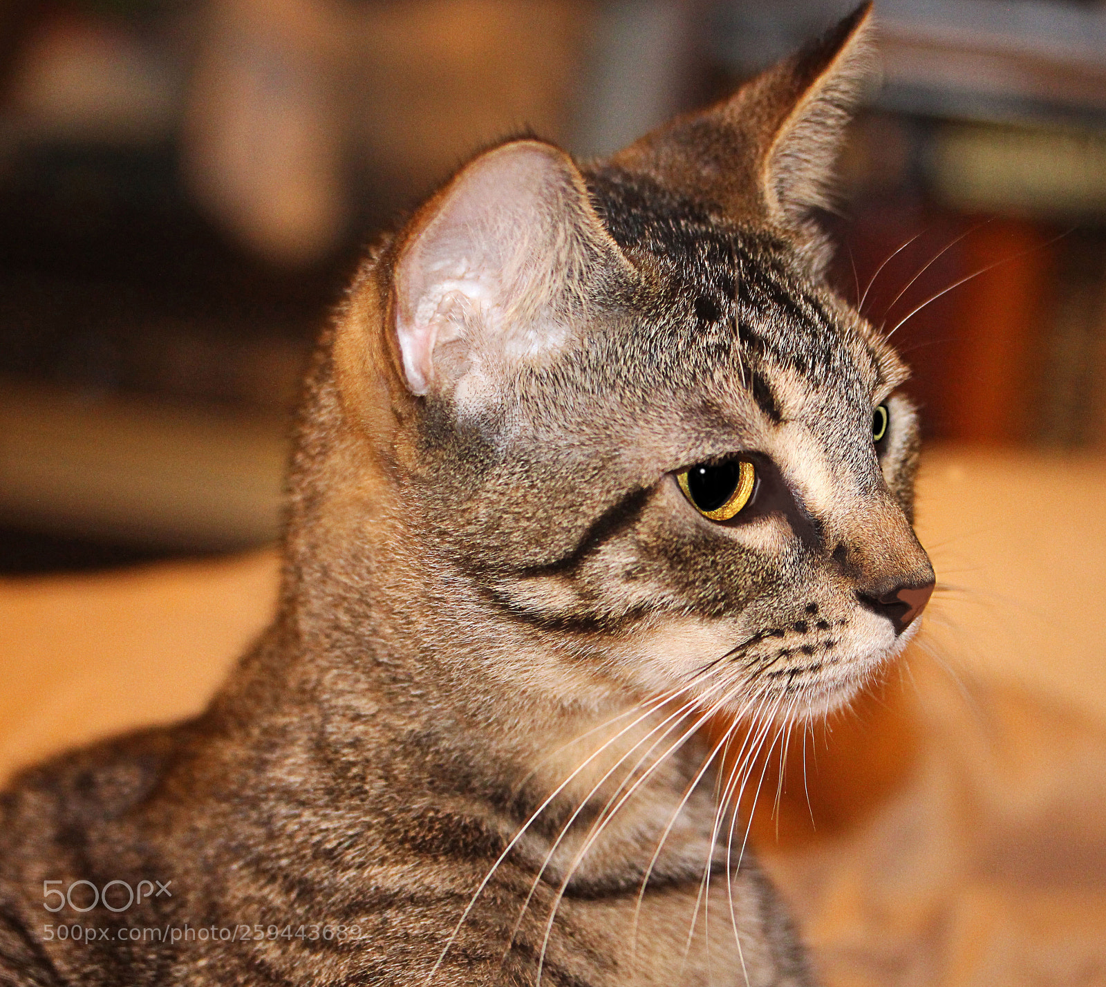 Canon EOS 650D (EOS Rebel T4i / EOS Kiss X6i) sample photo. Tigger 5 photography