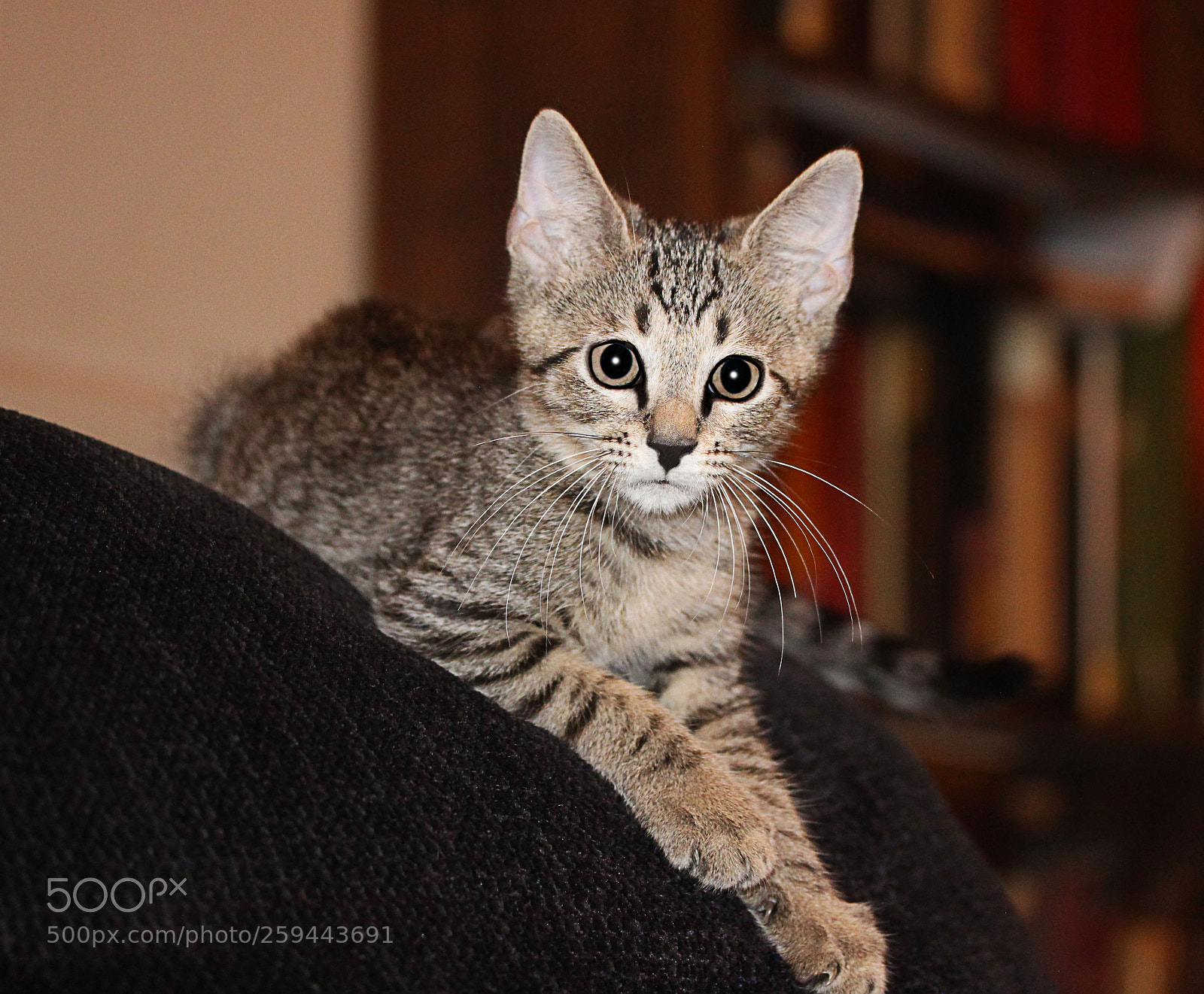 Canon EOS 650D (EOS Rebel T4i / EOS Kiss X6i) sample photo. Tigger 3 photography