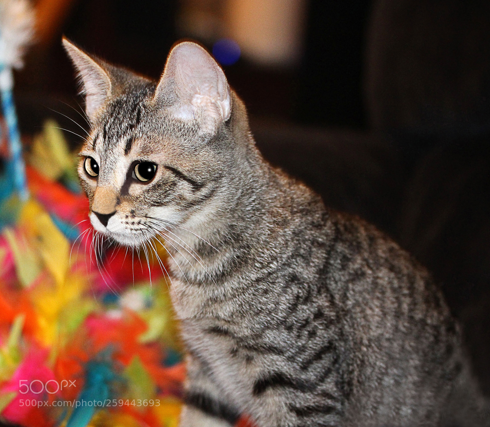 Canon EOS 650D (EOS Rebel T4i / EOS Kiss X6i) sample photo. Tigger 6 photography