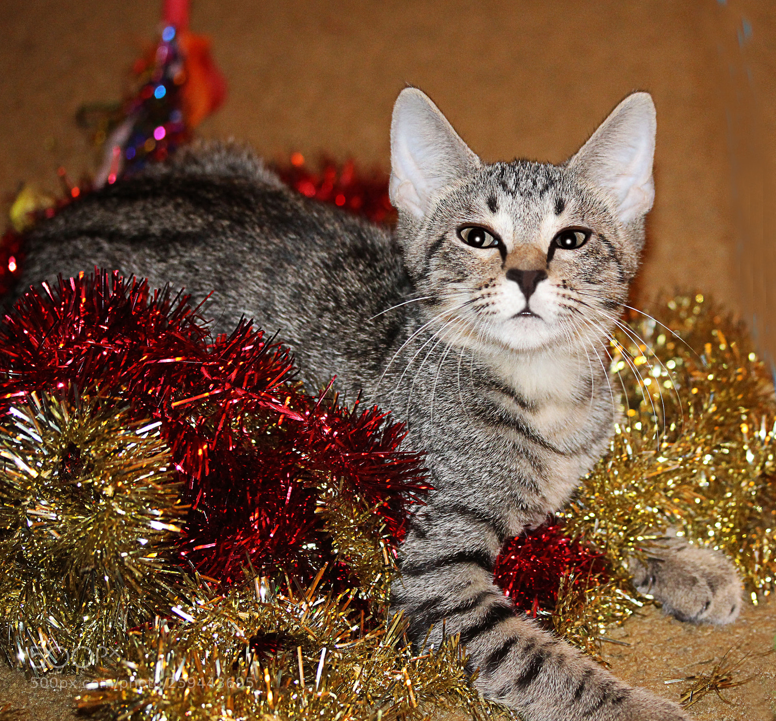 Canon EOS 650D (EOS Rebel T4i / EOS Kiss X6i) sample photo. Tigger 7 photography