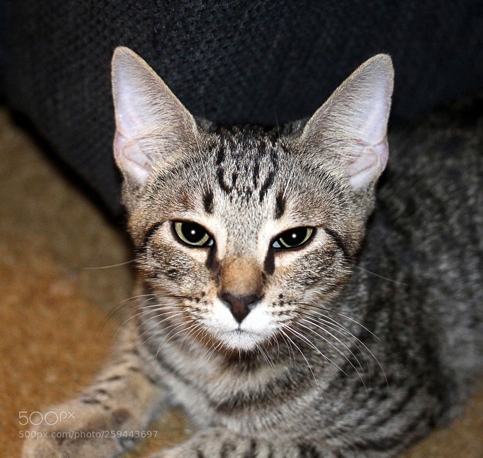Canon EOS 650D (EOS Rebel T4i / EOS Kiss X6i) sample photo. Tigger 8 photography