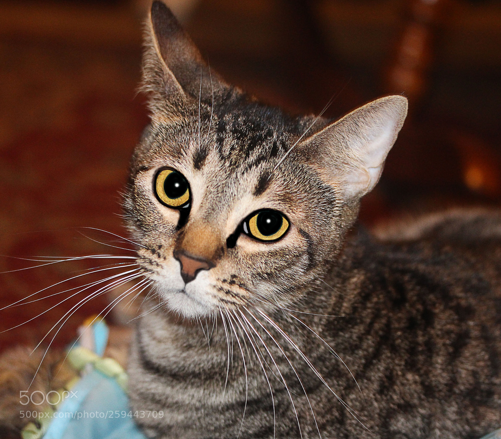 Canon EOS 650D (EOS Rebel T4i / EOS Kiss X6i) sample photo. Tigger 11 photography