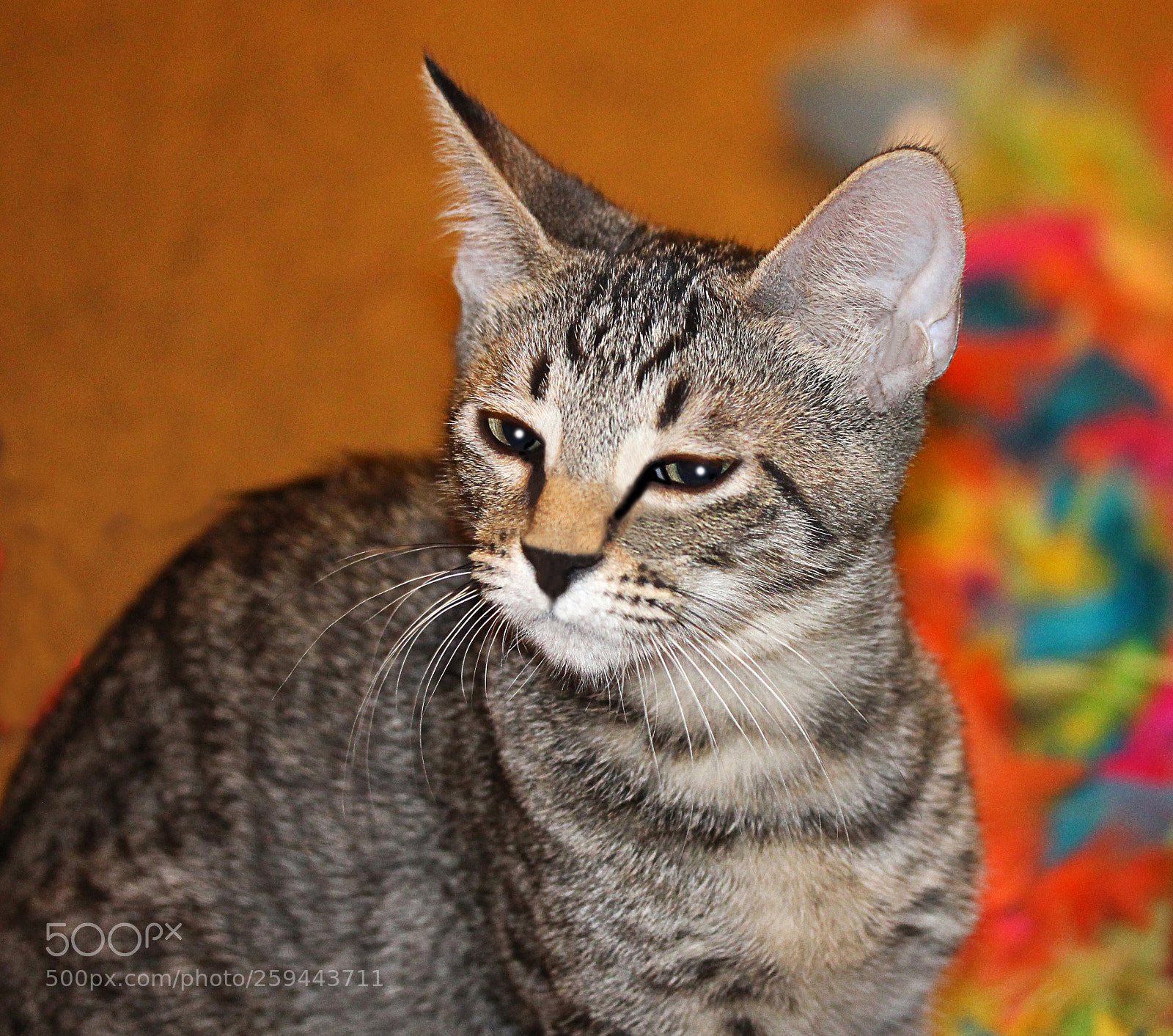 Canon EOS 650D (EOS Rebel T4i / EOS Kiss X6i) sample photo. Tigger 9 photography