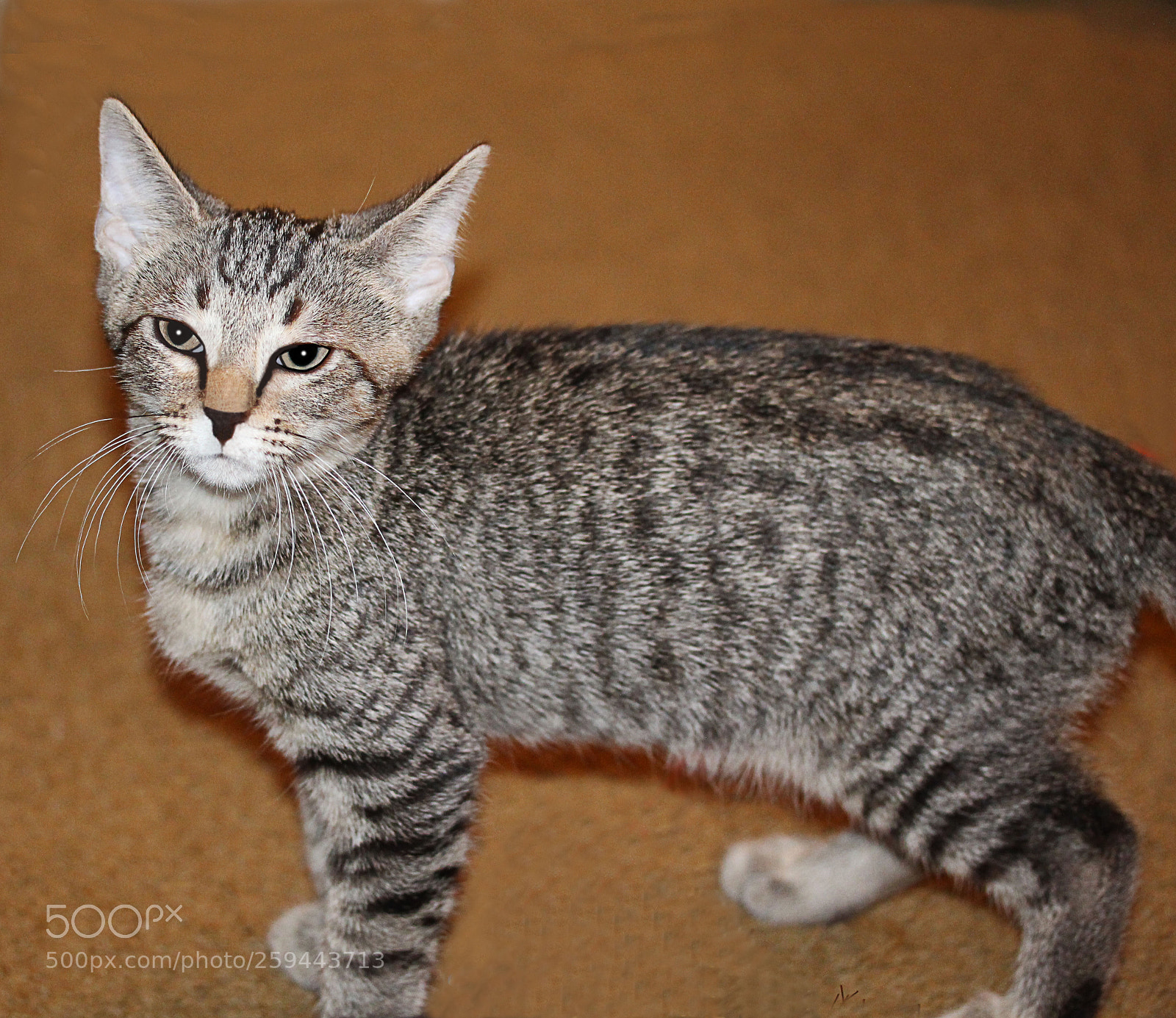 Canon EOS 650D (EOS Rebel T4i / EOS Kiss X6i) sample photo. Tigger 10 photography