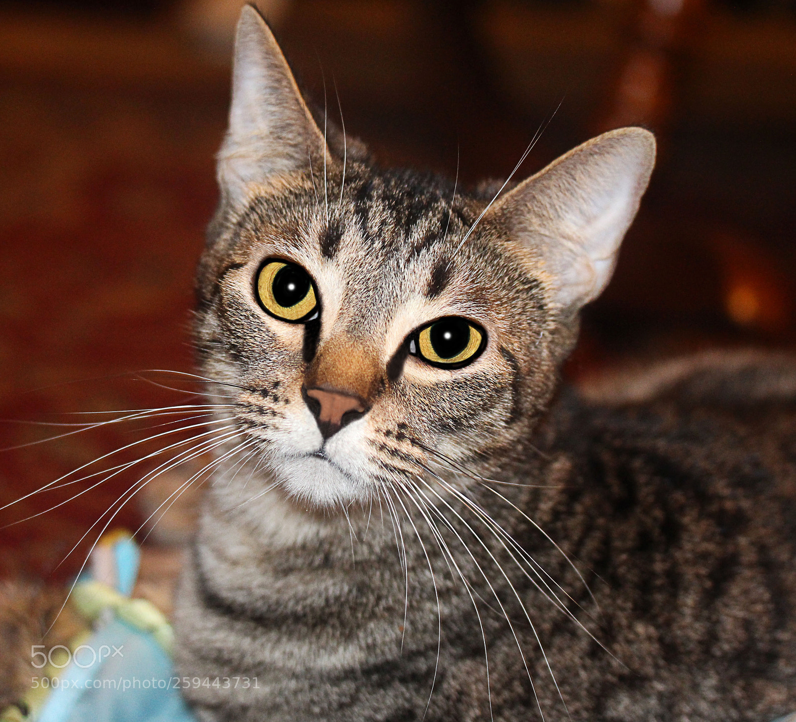 Canon EOS 650D (EOS Rebel T4i / EOS Kiss X6i) sample photo. Tigger 12 photography