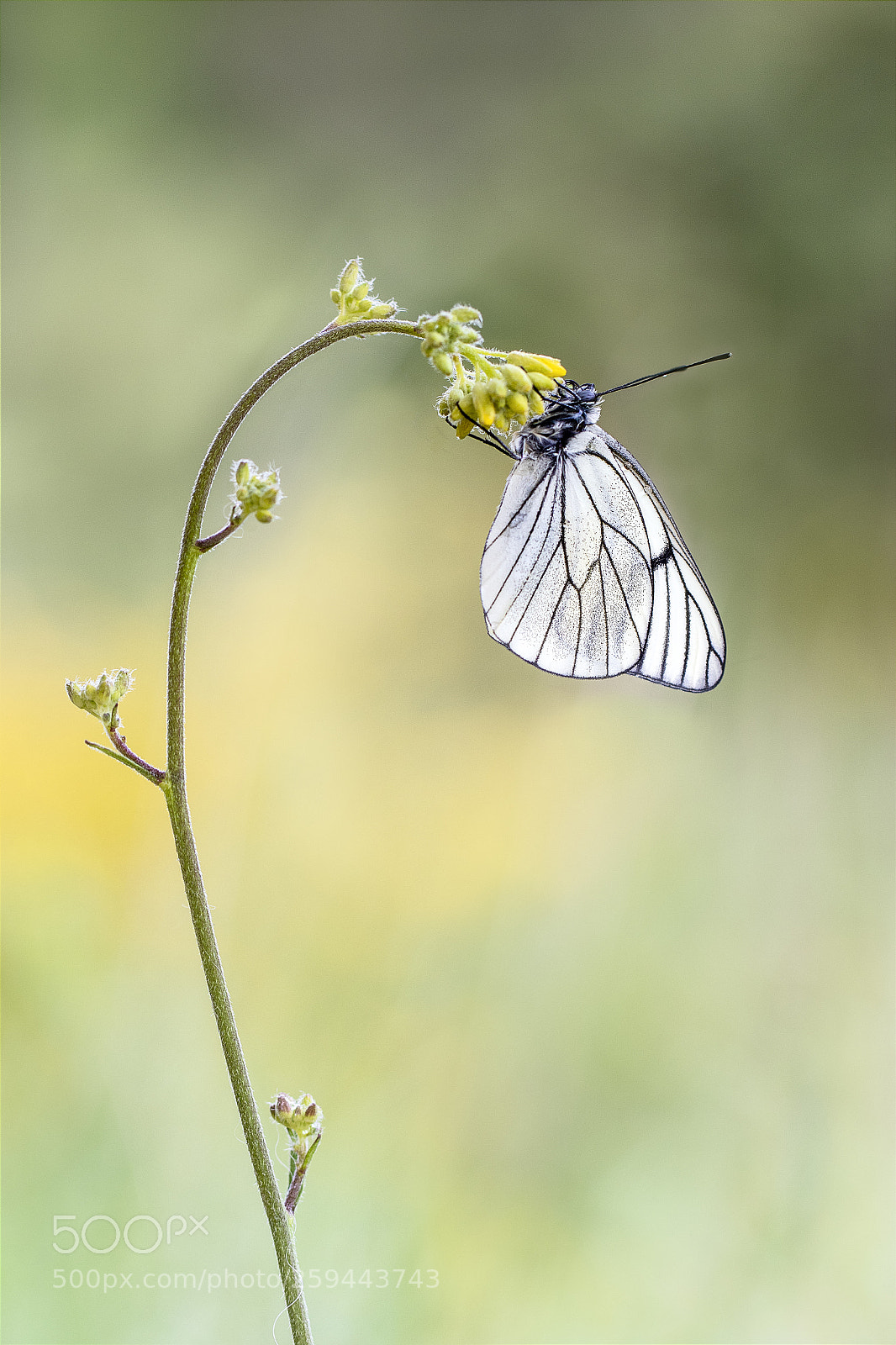 Canon EOS 7D Mark II sample photo. Aporia crataegi photography