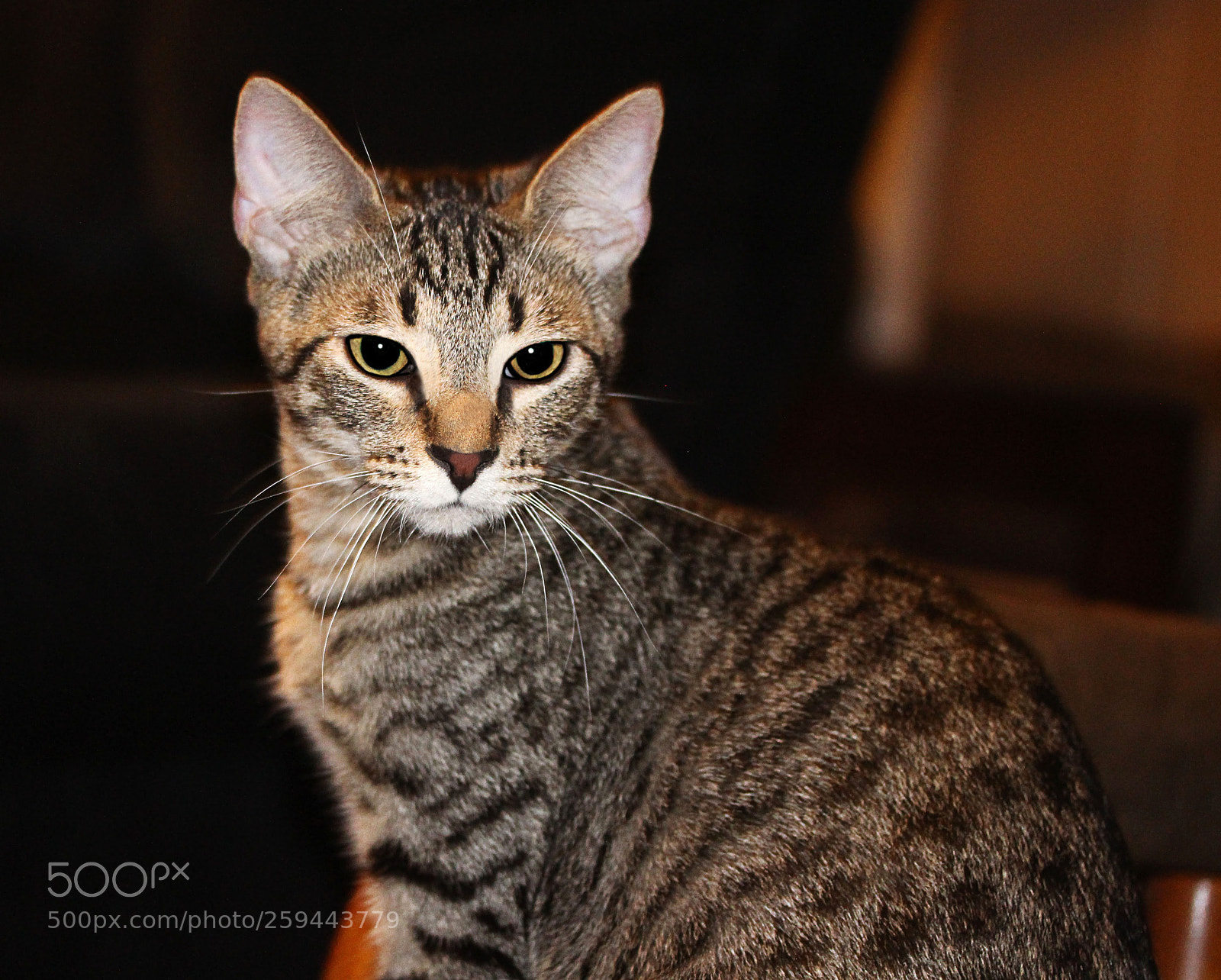 Canon EOS 650D (EOS Rebel T4i / EOS Kiss X6i) sample photo. Tigger 13 photography