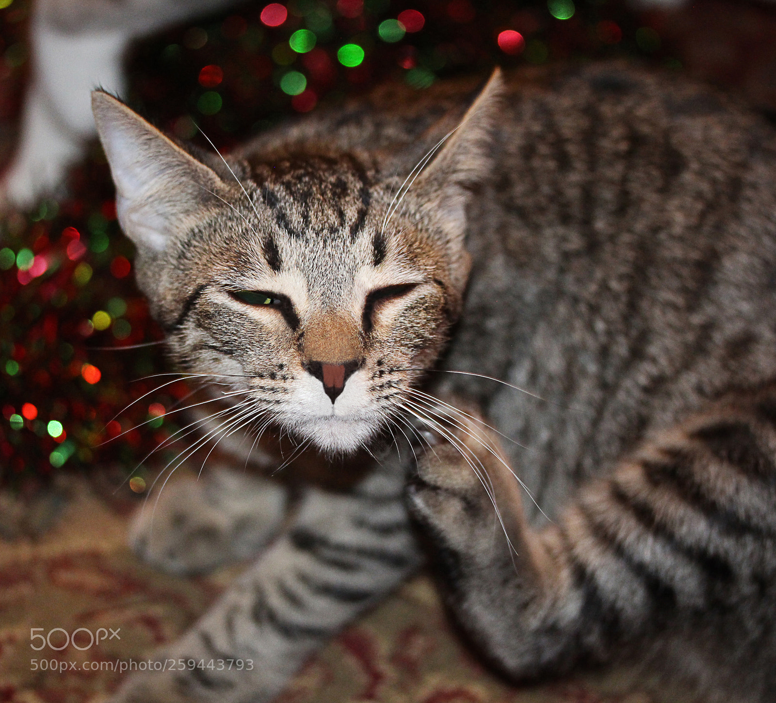 Canon EOS 650D (EOS Rebel T4i / EOS Kiss X6i) sample photo. Tigger 14 photography