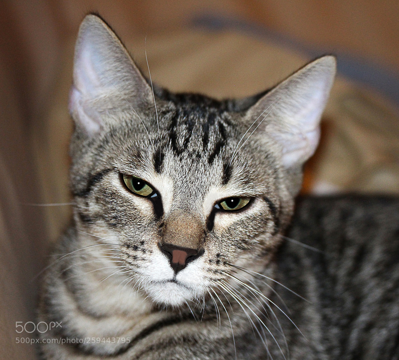 Canon EOS 650D (EOS Rebel T4i / EOS Kiss X6i) sample photo. Tigger 15 photography