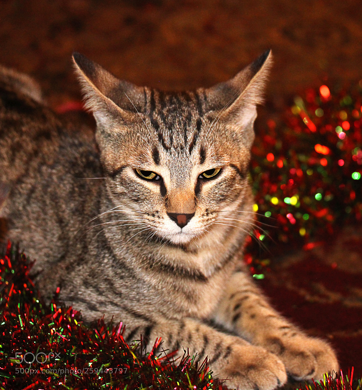 Canon EOS 650D (EOS Rebel T4i / EOS Kiss X6i) sample photo. Tigger 16 photography