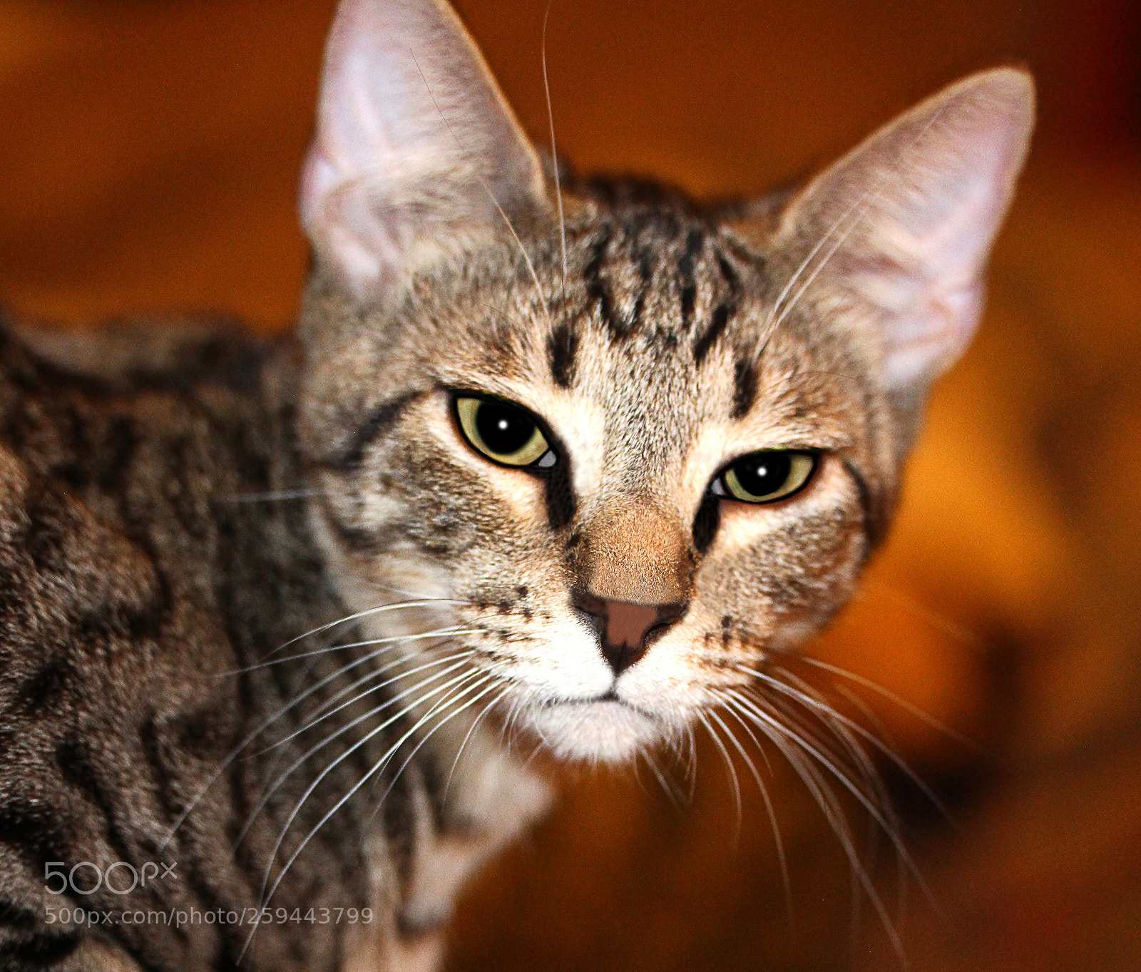 Canon EOS 650D (EOS Rebel T4i / EOS Kiss X6i) sample photo. Tigger 17 photography