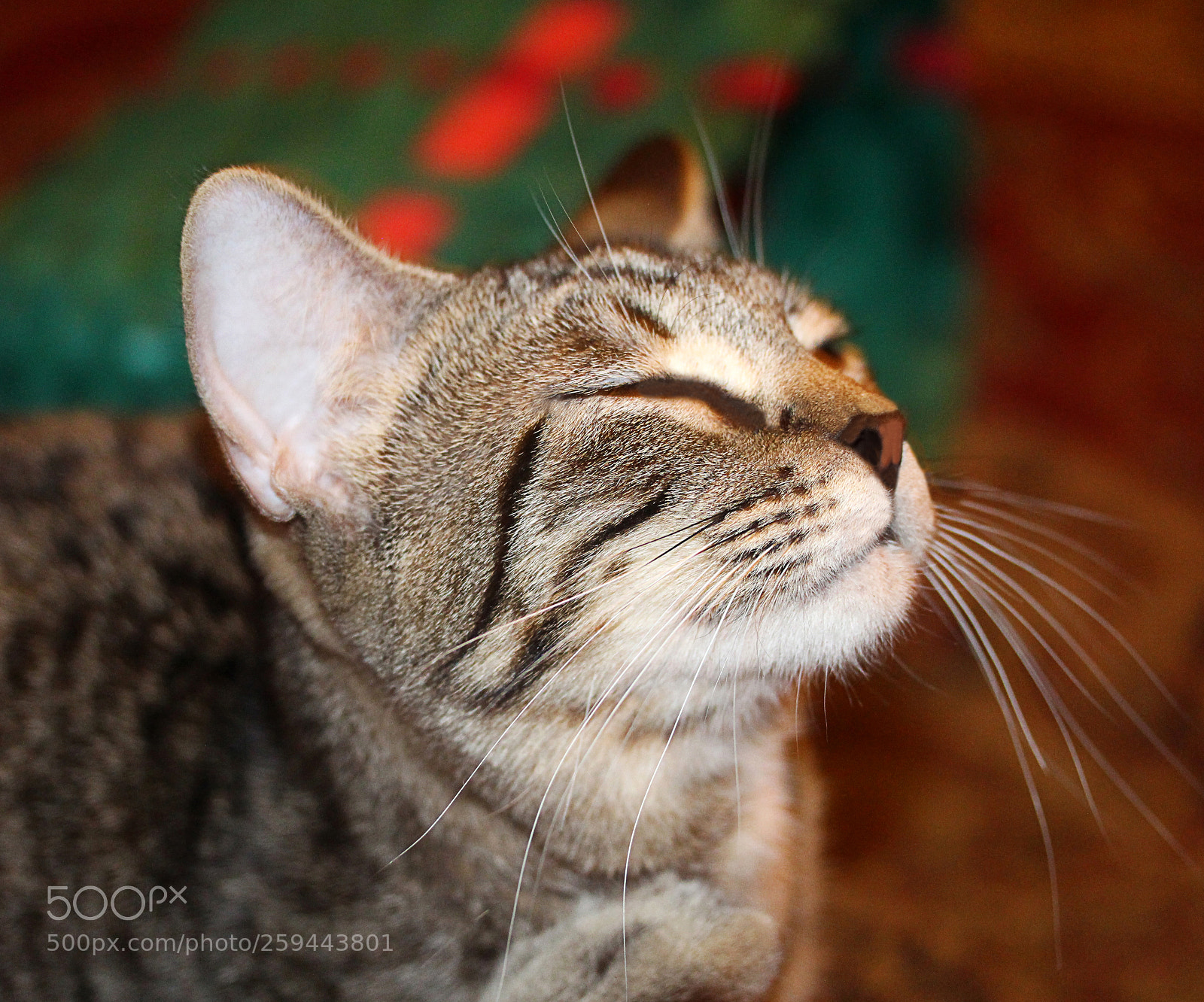 Canon EOS 650D (EOS Rebel T4i / EOS Kiss X6i) sample photo. Tigger 18 photography