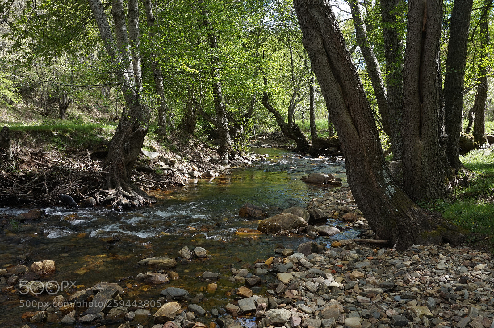 Sony Alpha a5000 (ILCE 5000) sample photo. Green spring photography